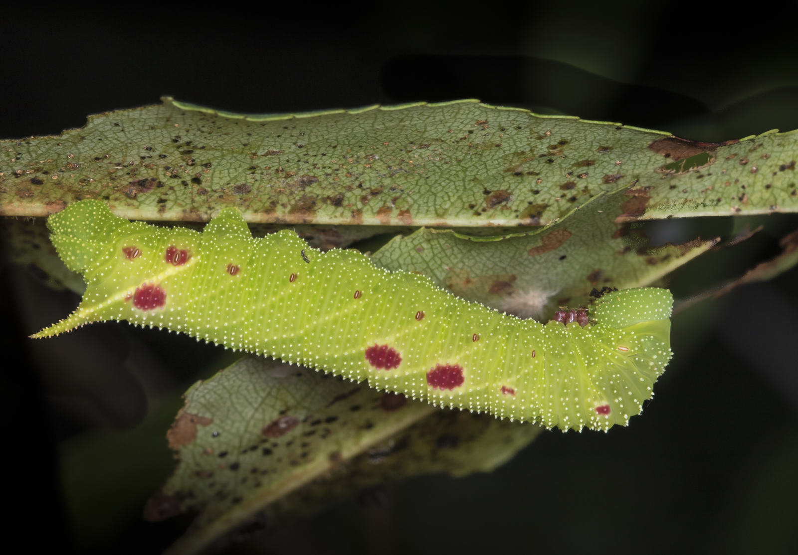 Small-eyed sphinx caterpillar on cherry