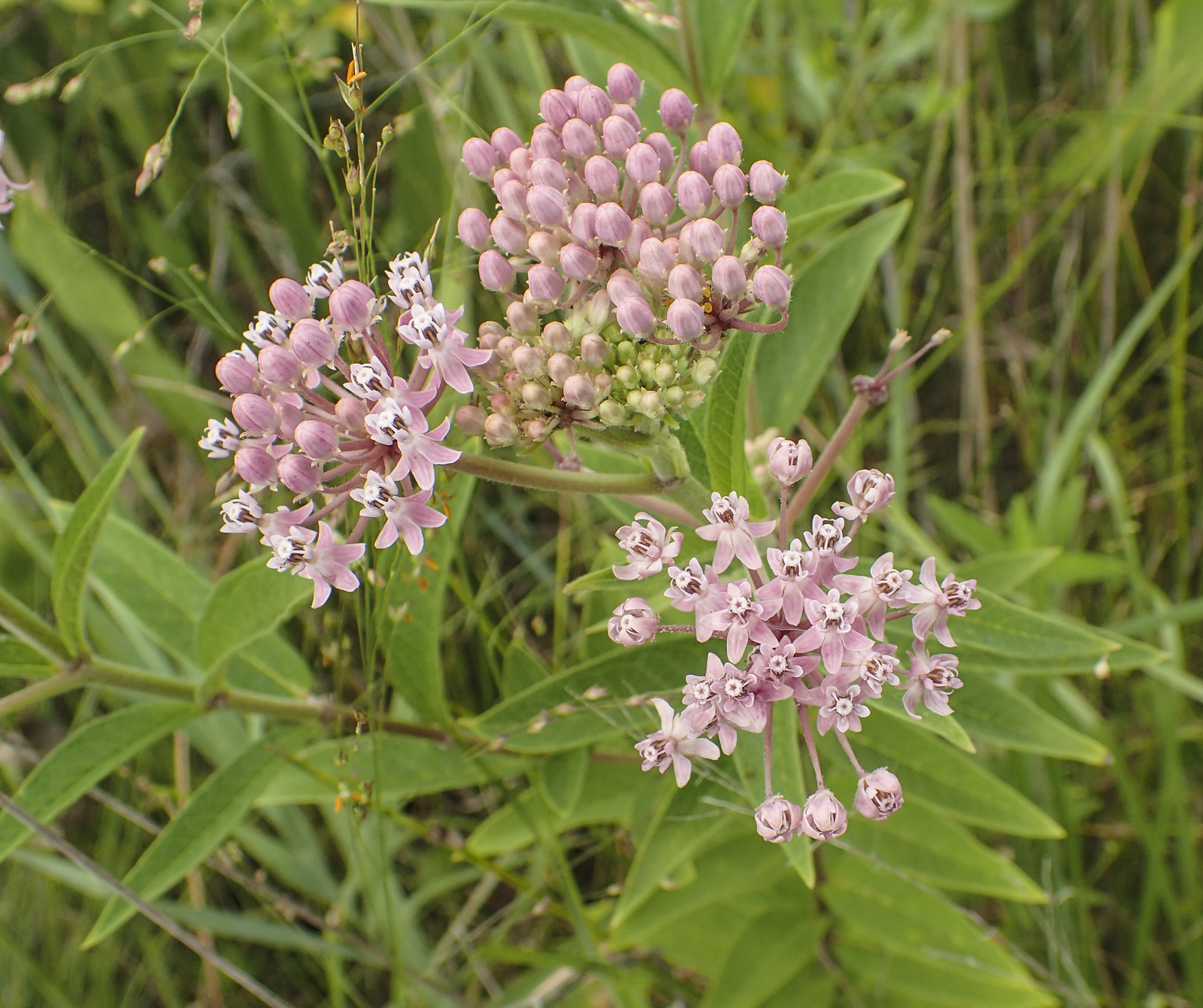 Swamp milkweed flowers