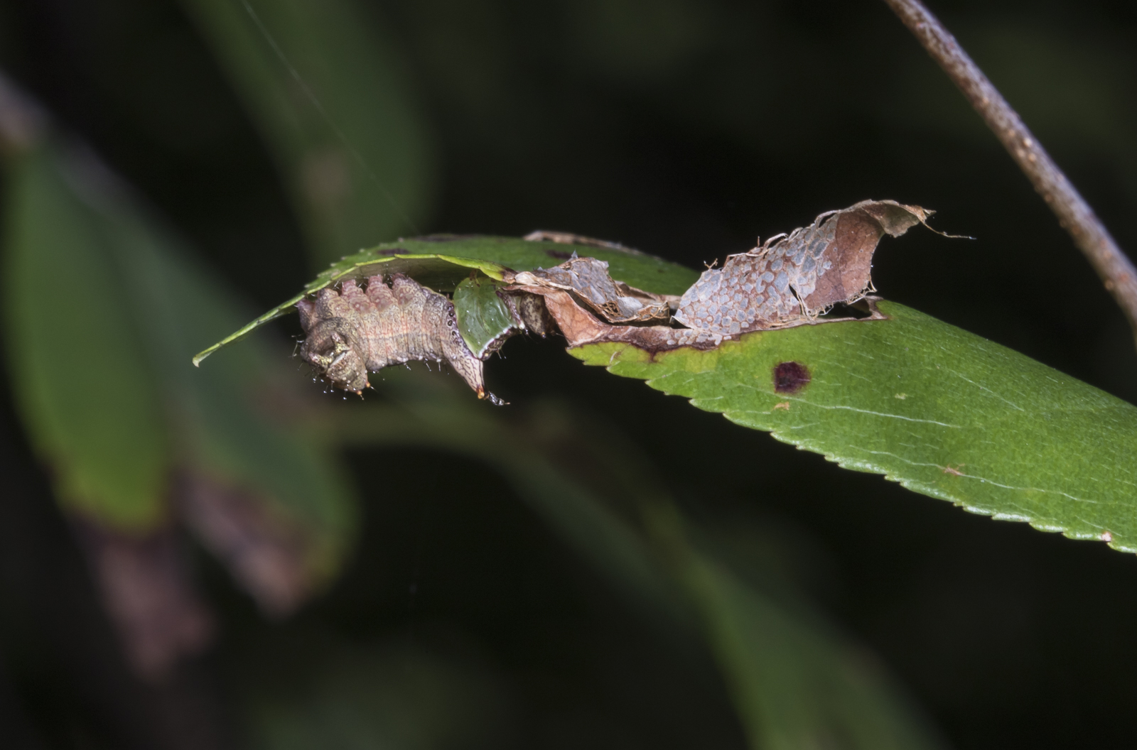 Unicorn caterpillar compared to dry edge of leaf
