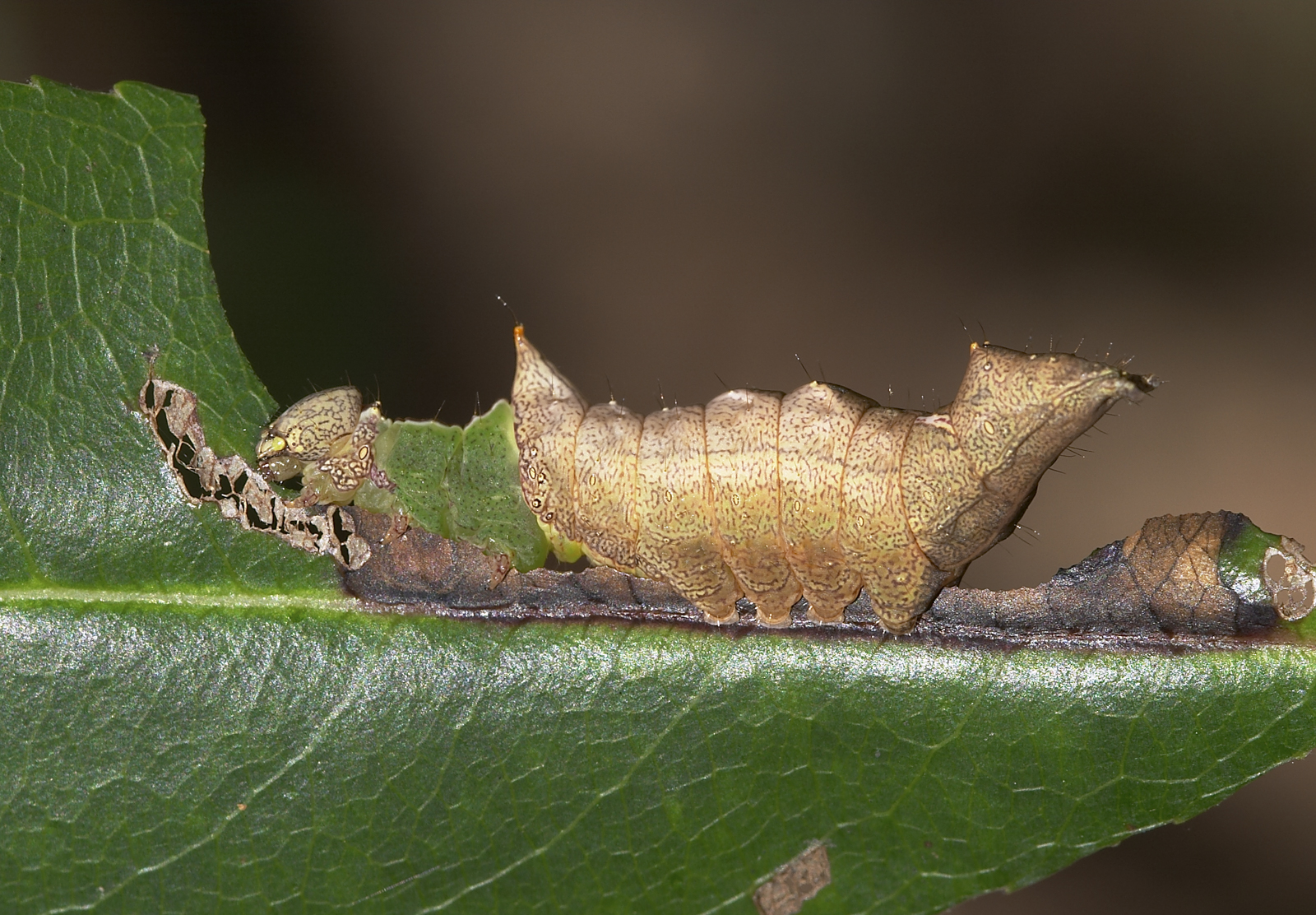 Unicorn caterpillar late instar horizontal