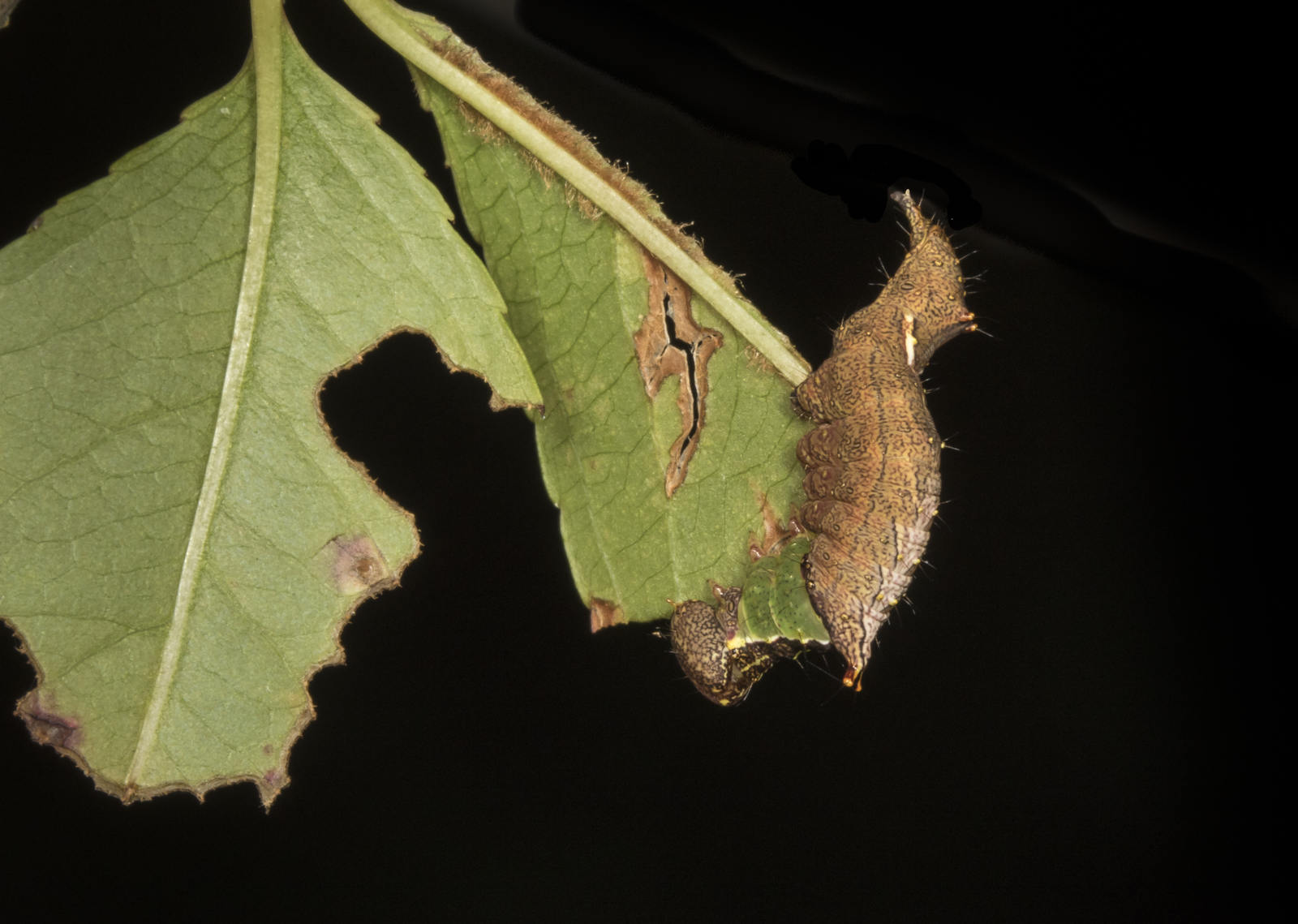 Unicorn caterpillar on cherry leaf
