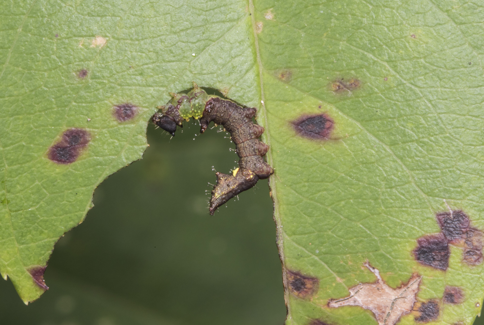 unicorn caterpillar second instar 1