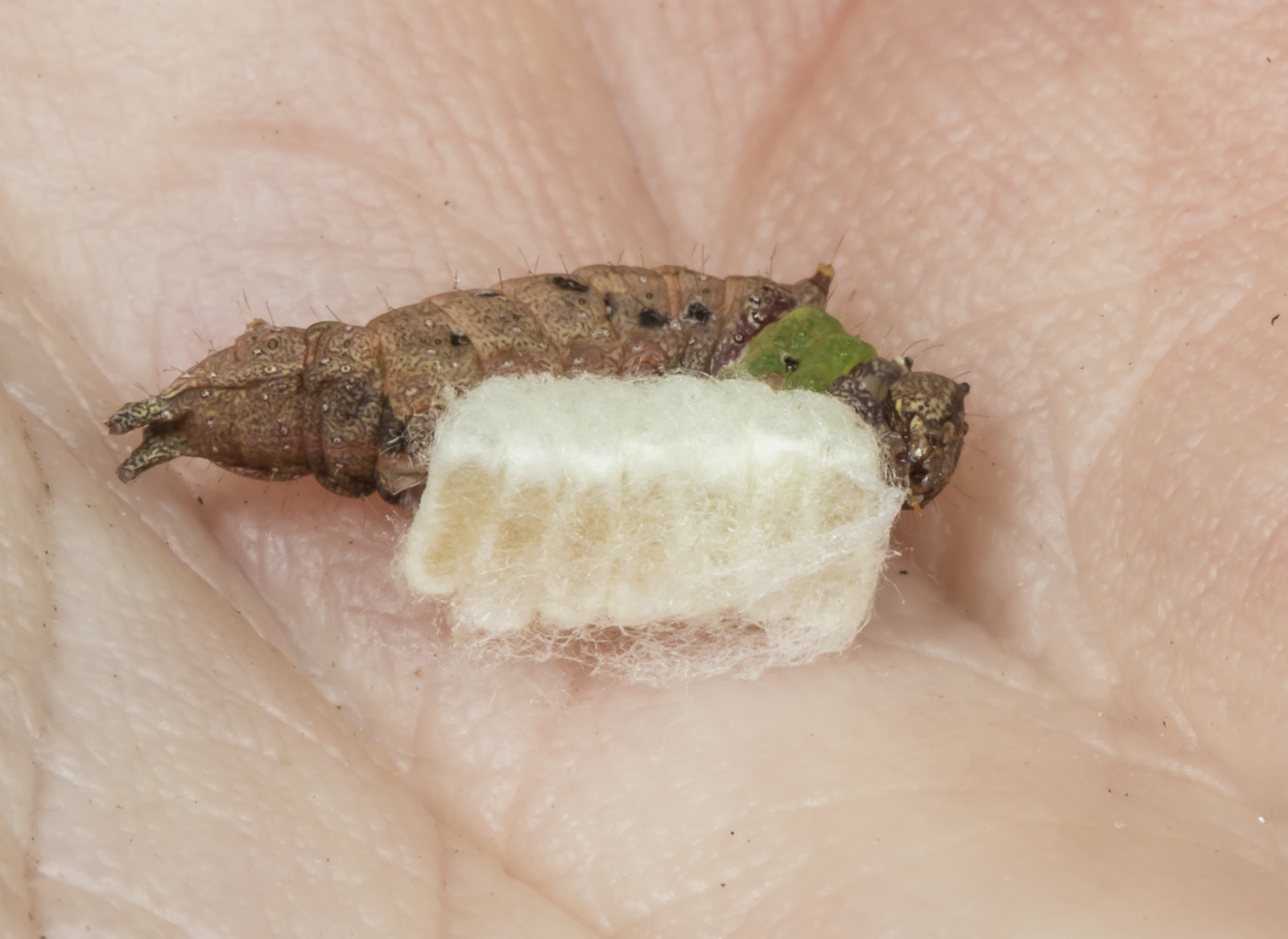 Unicorn caterpillar with braconid eggs in hand