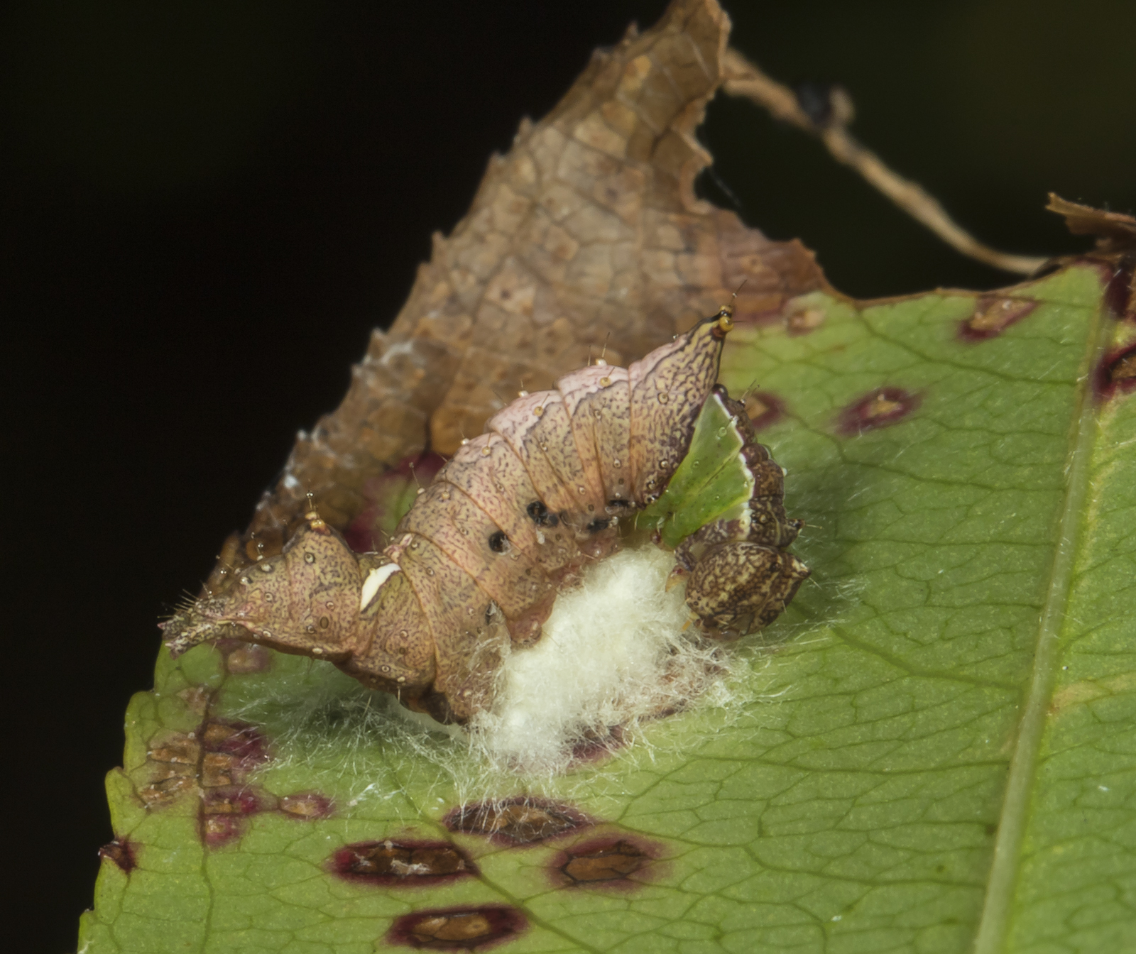Unicorn caterpillar with braconid eggs