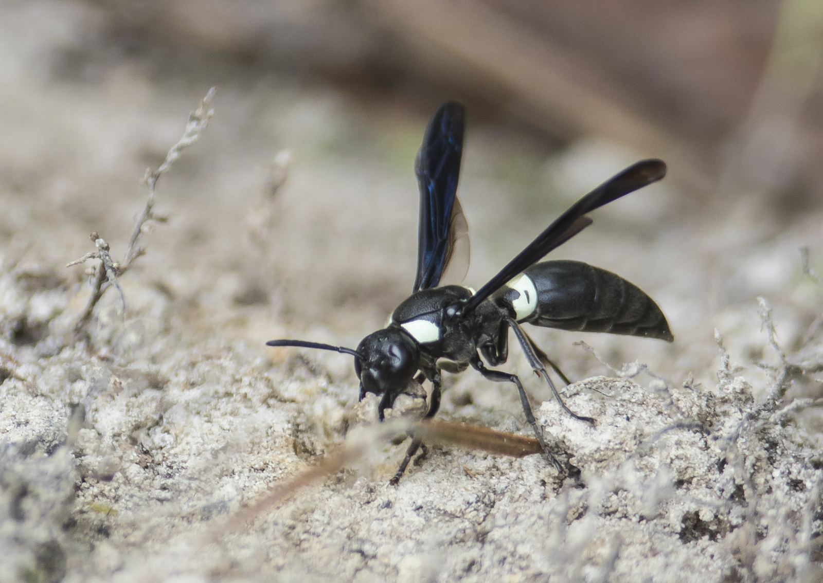 Unid potter wasp gathering mud