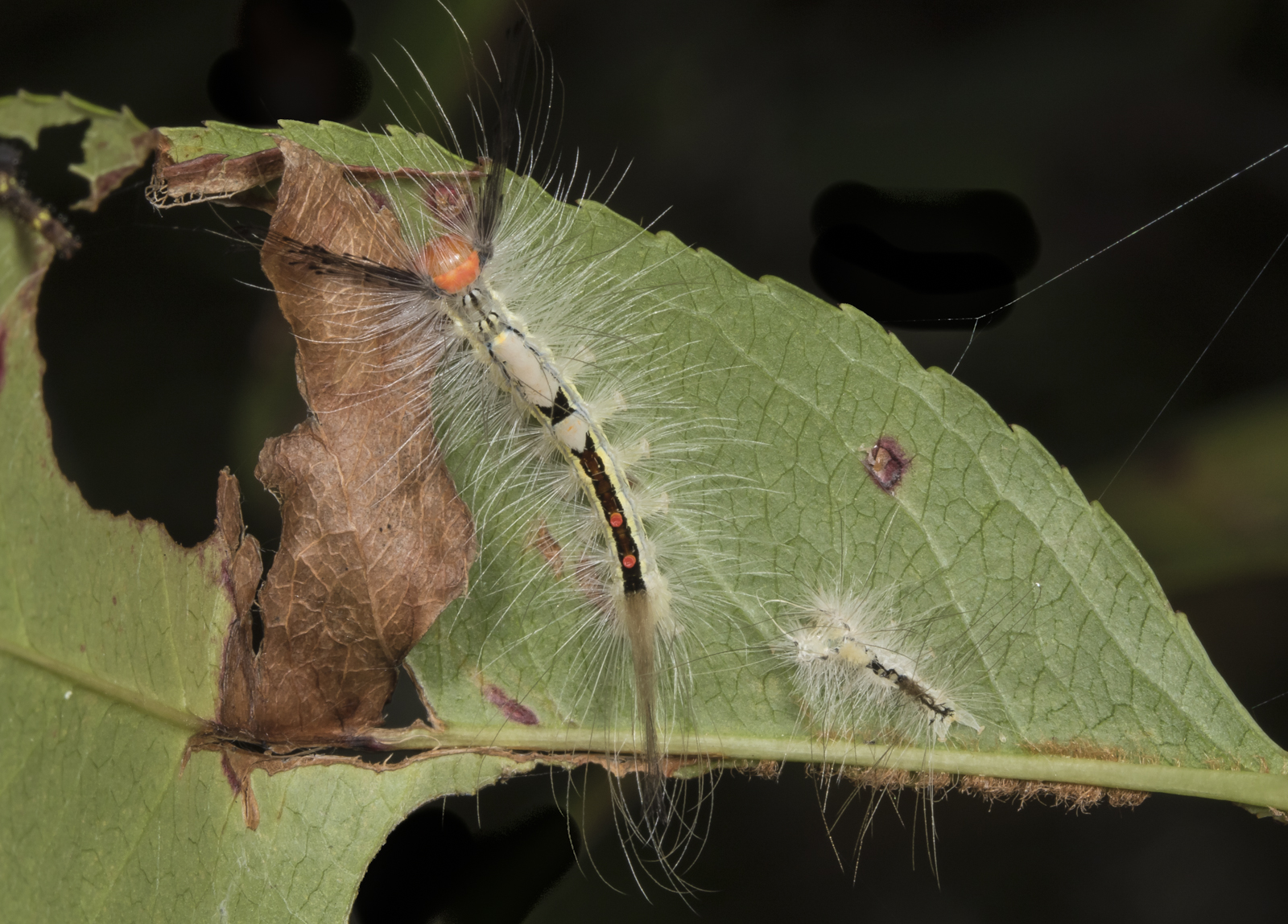 white-marked tussock just after molt