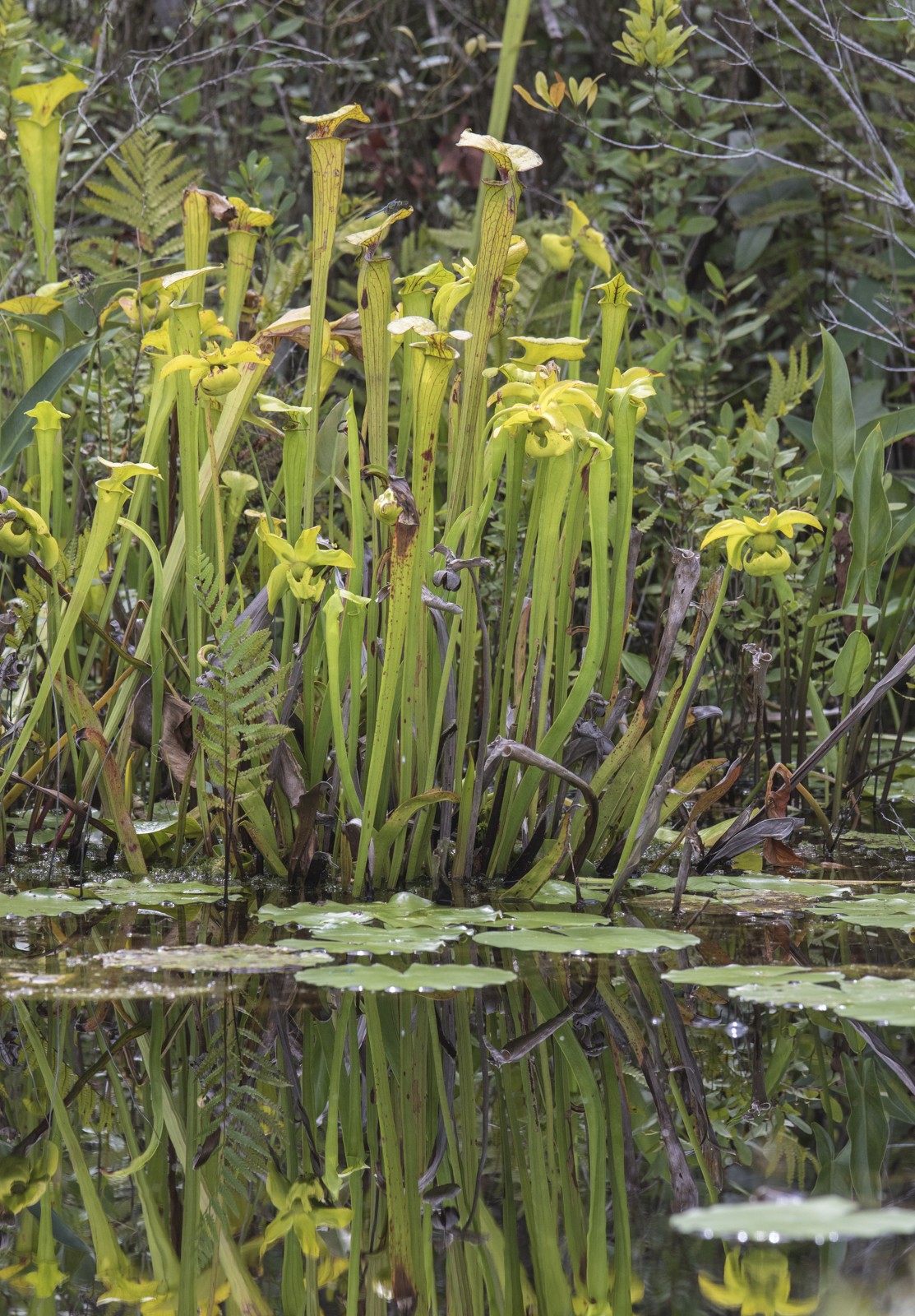 Yellow pitcher plants along canal