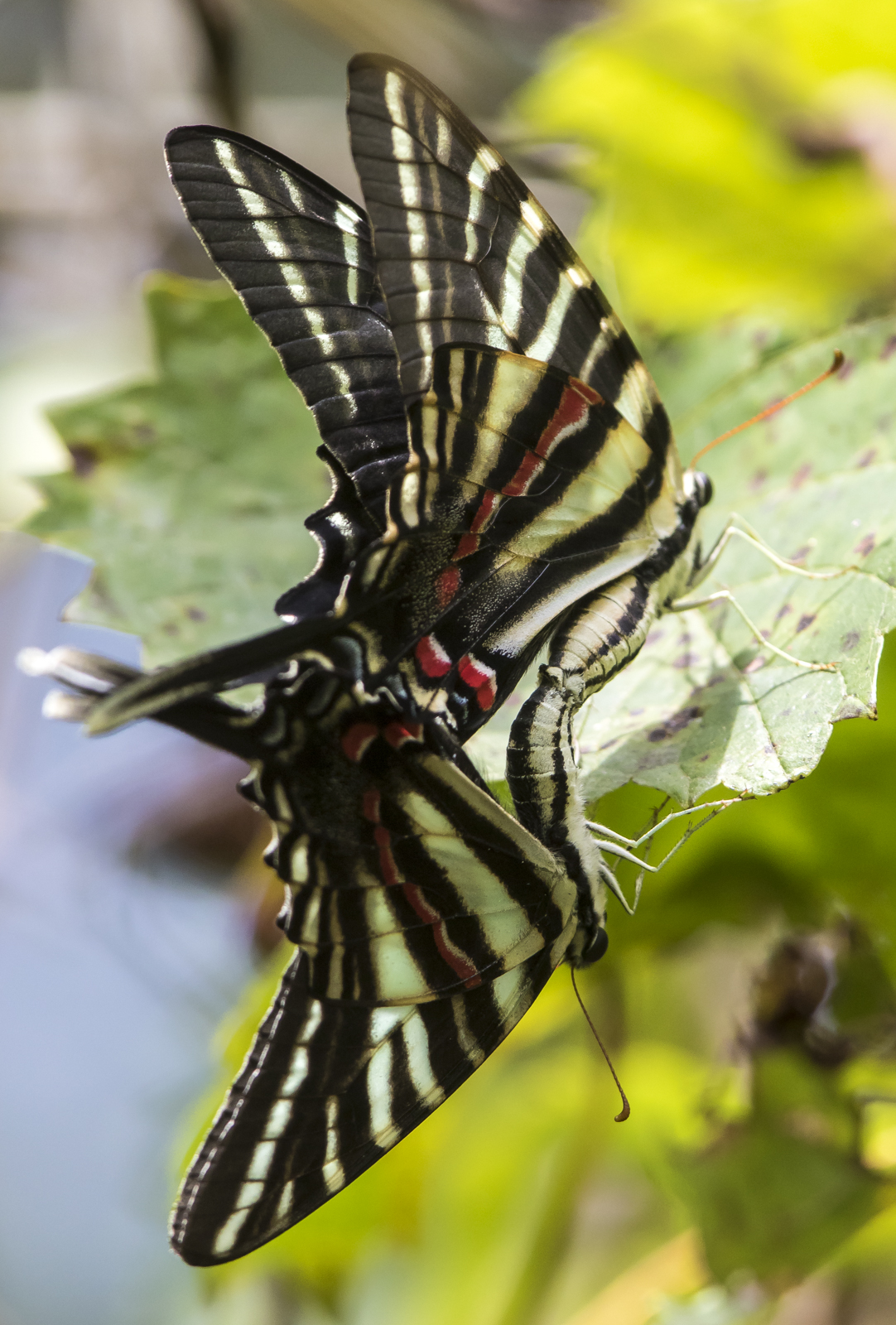 Zebra swallowtails mating