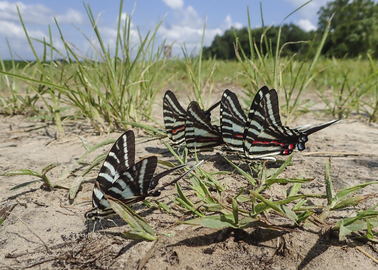 Zebra swallowtails puddling