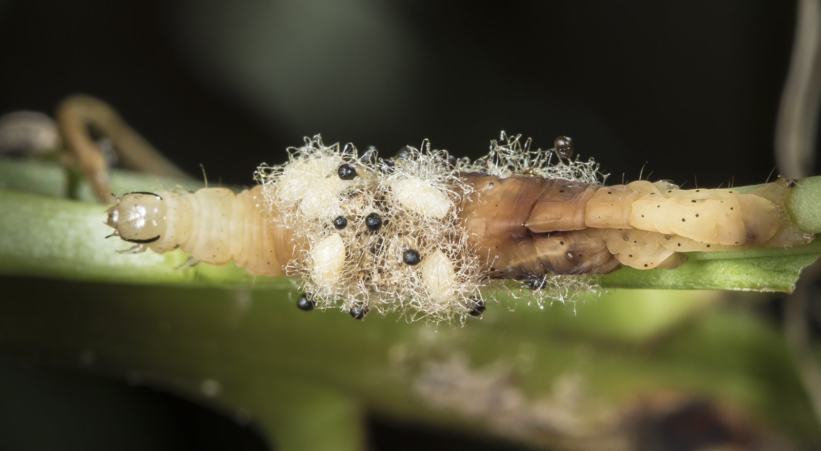 Caterpillar with Euplectrus pupae 1