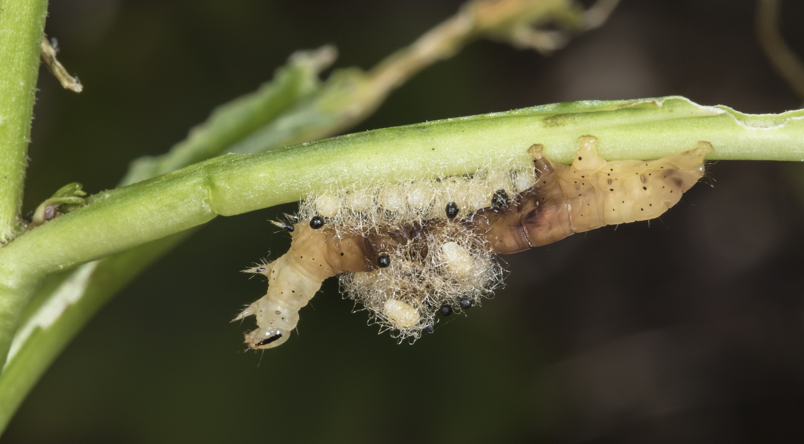 Caterpillar with Euplectrus pupae