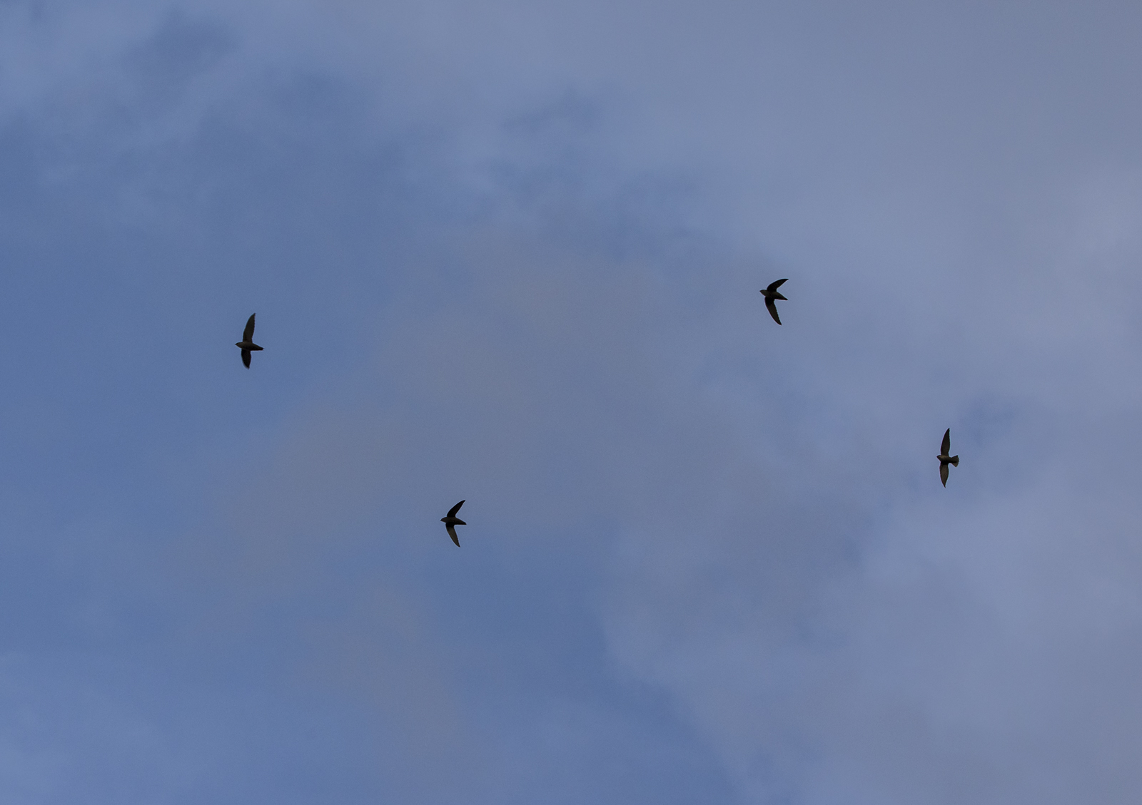 Chimney swifts starting to gather