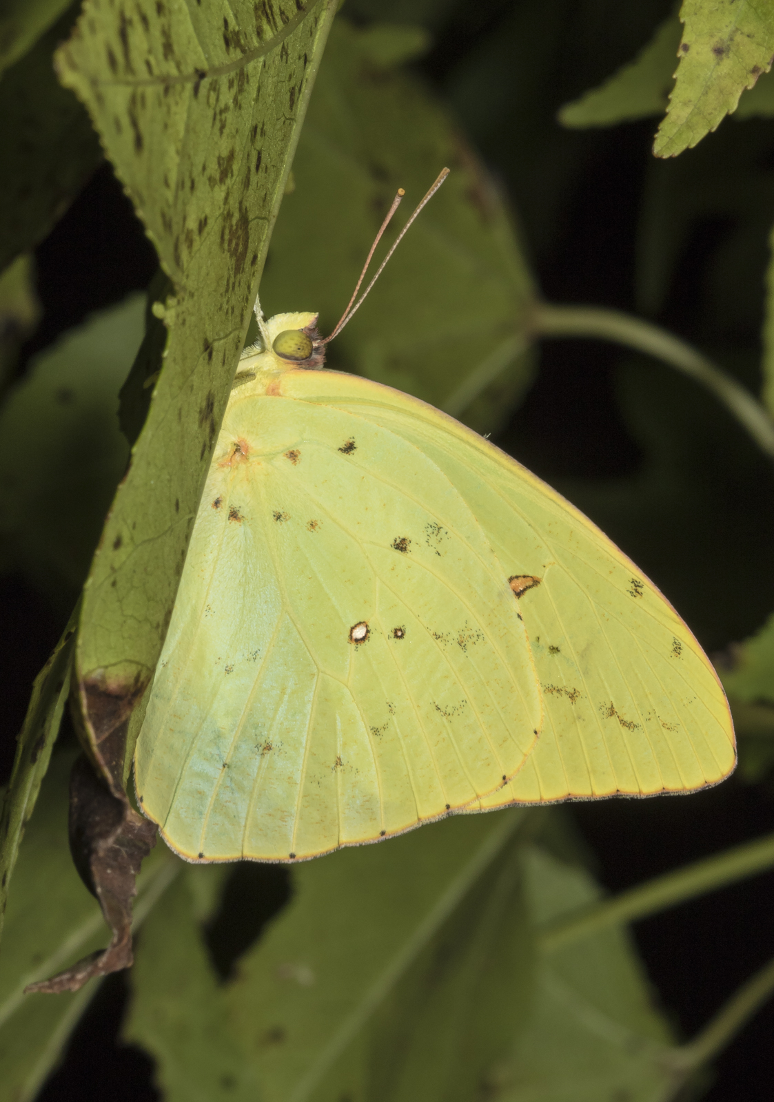 Cloudles sulphur resting under a leaf after dark