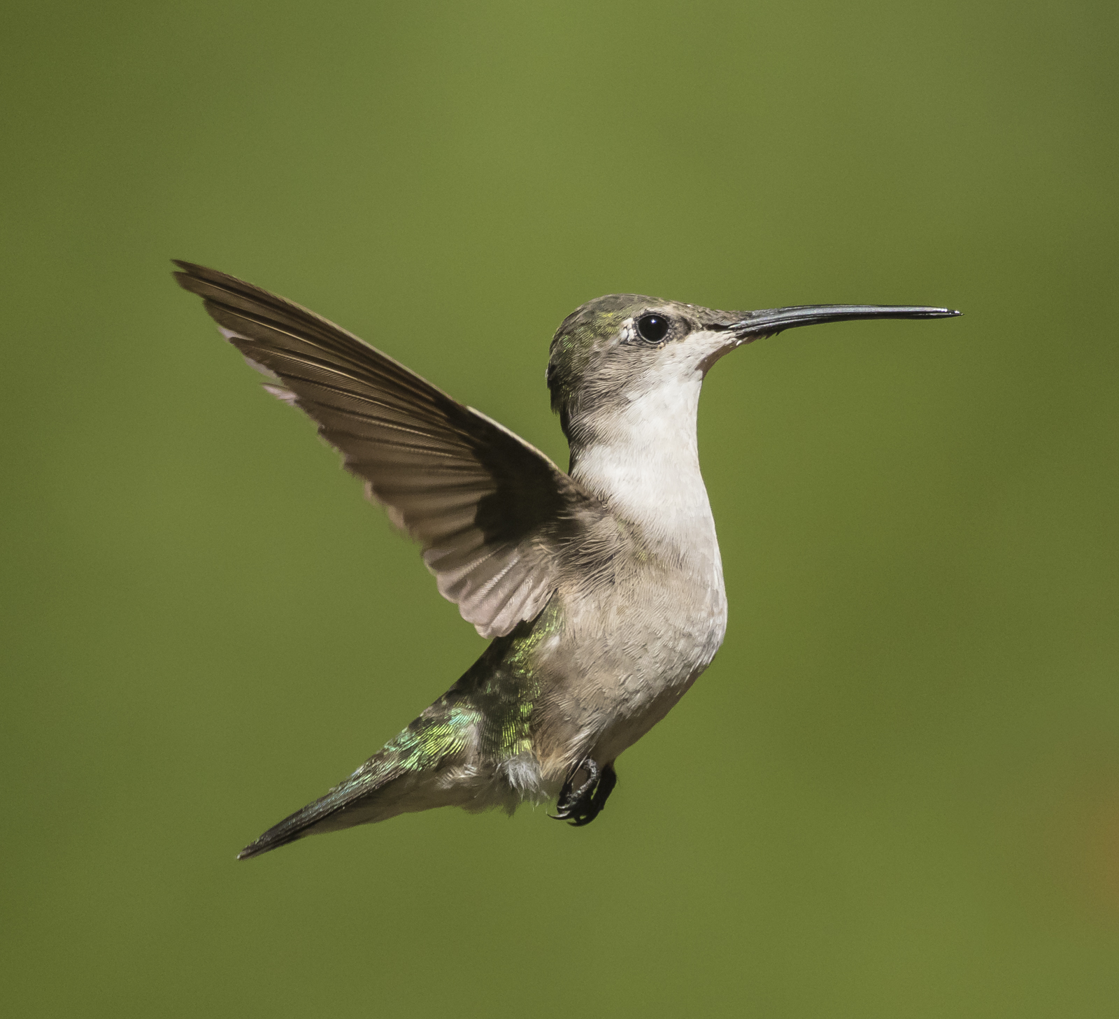 female ruby-throated hummingbird in flight