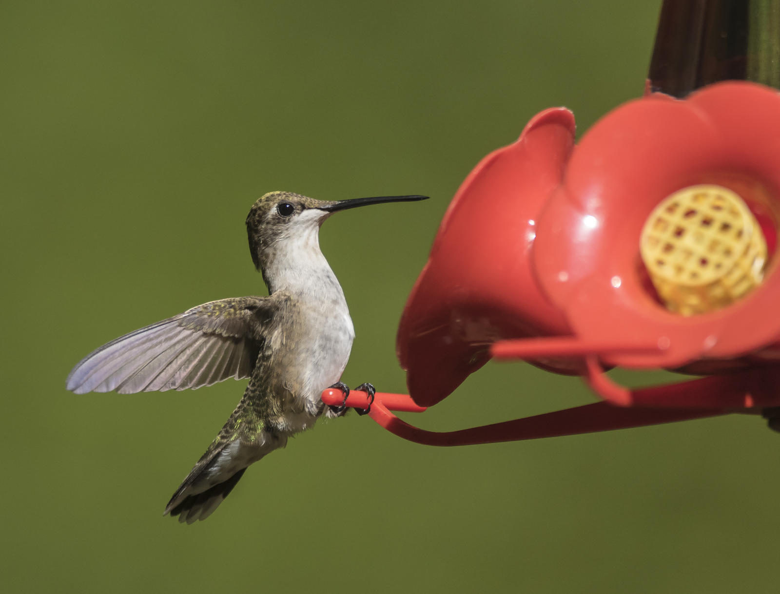 hummingbird at feeder