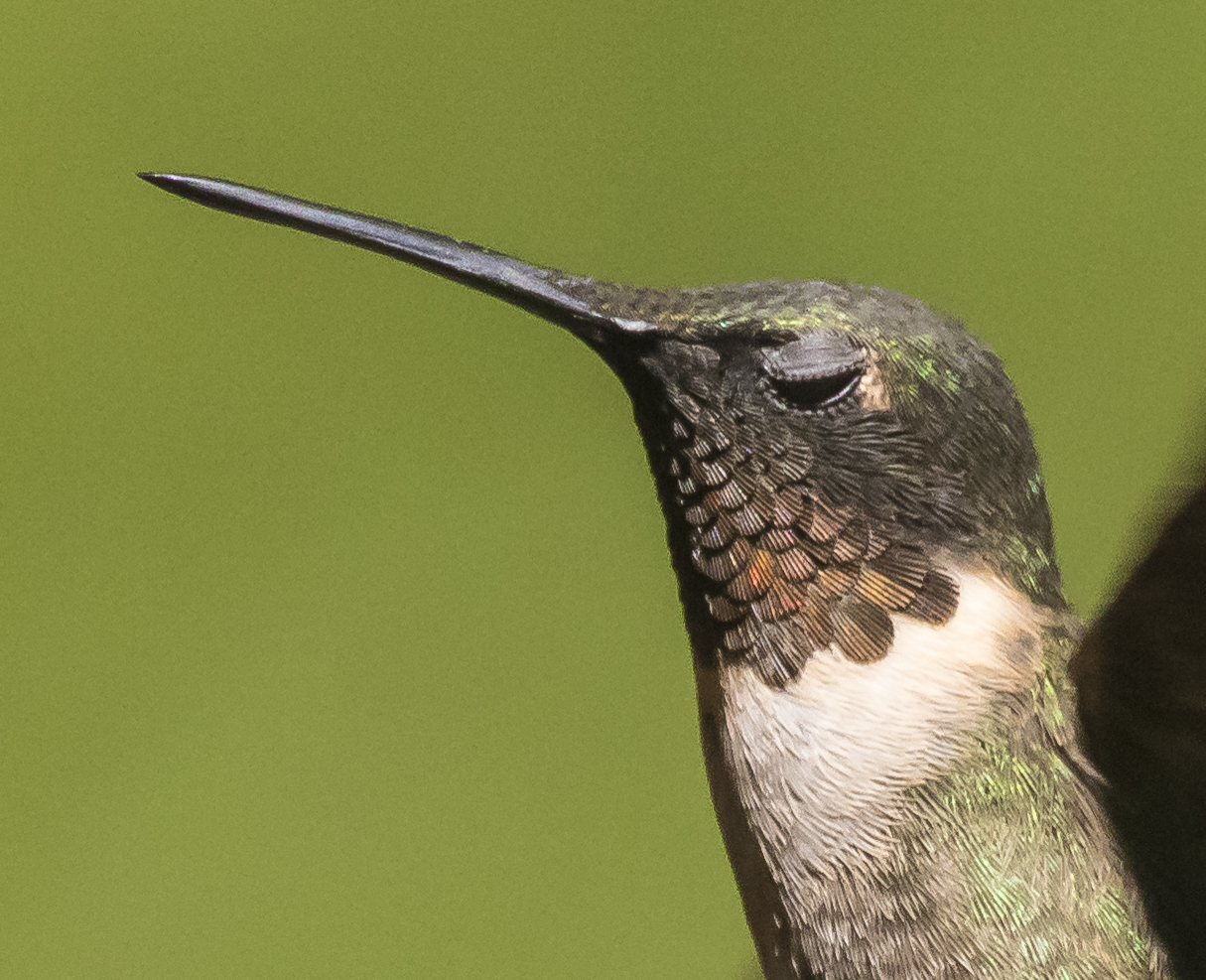 Hummingbird blinking close up