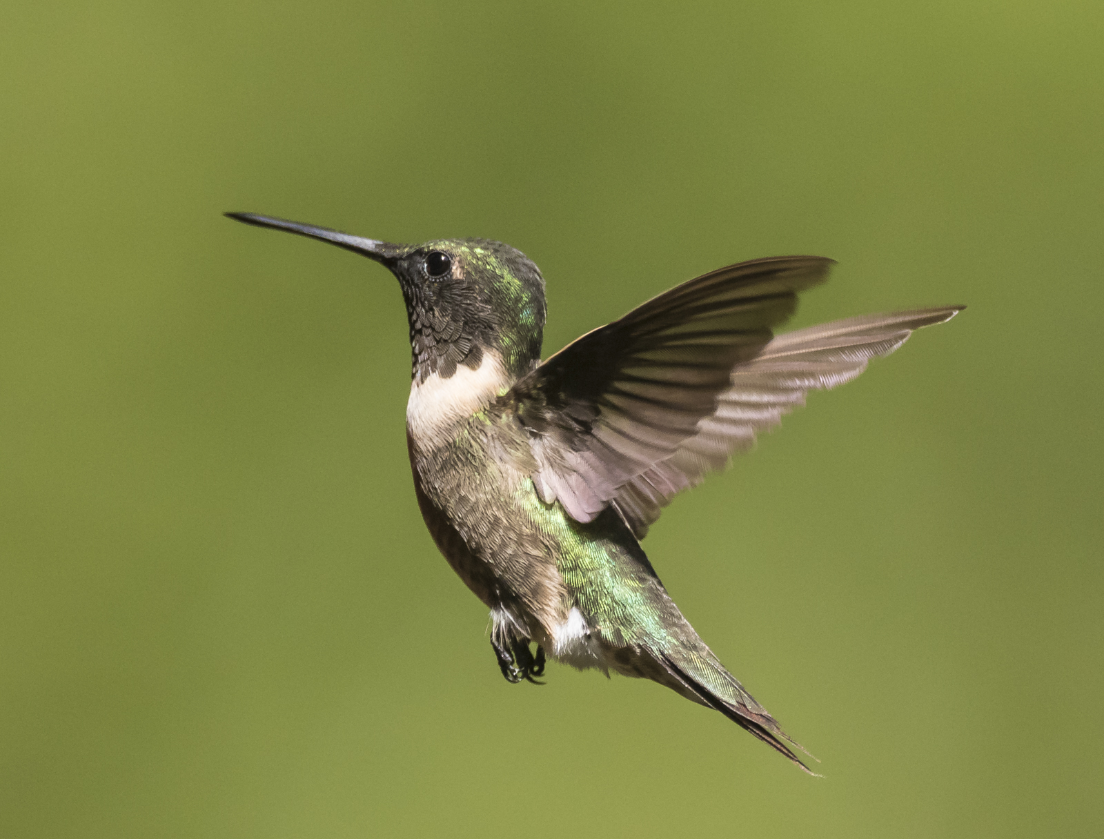 Hummingbird male with dark throat