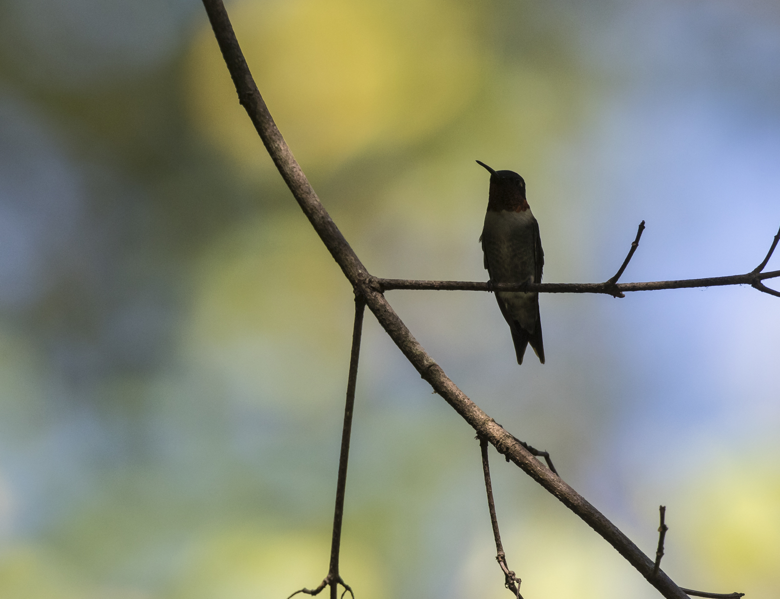 Hummingbird silhouette
