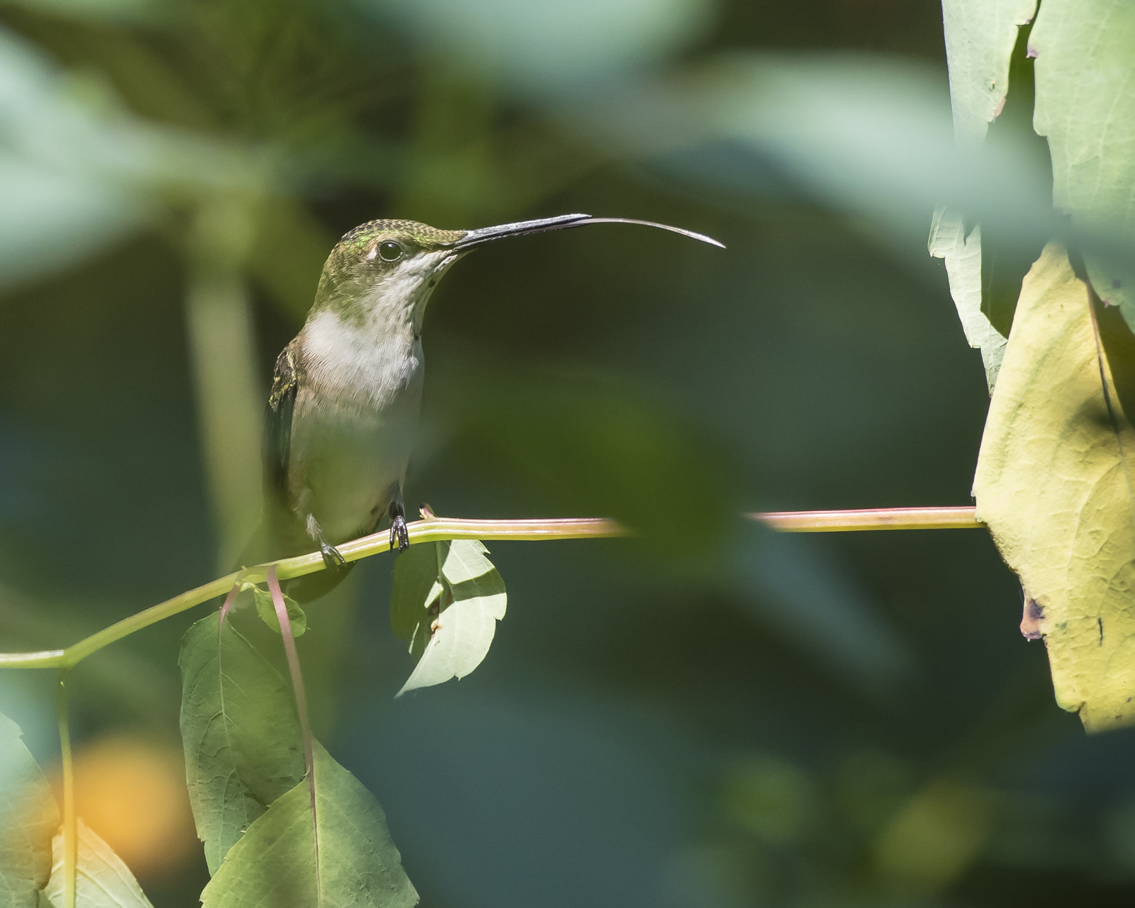 Hummingbird sticking out tongue