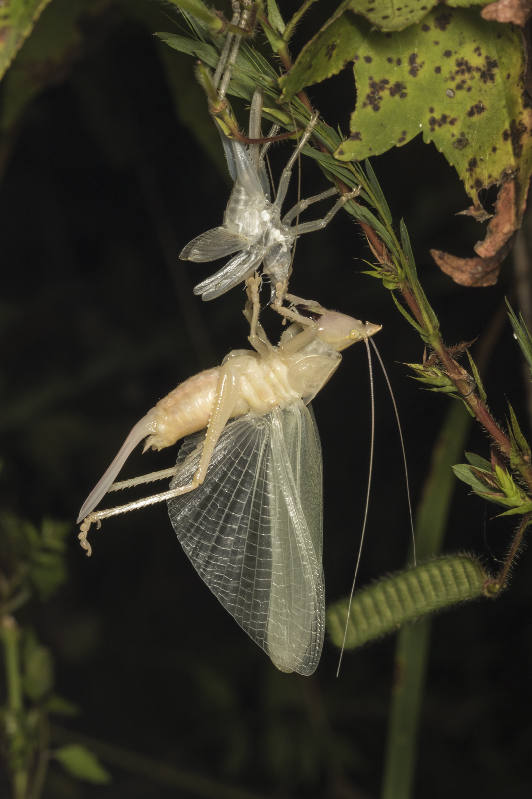 Katydid molting 1