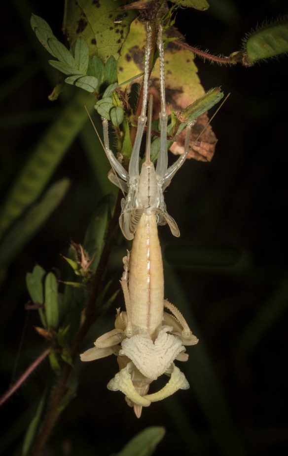 katydid | Roads End Naturalist