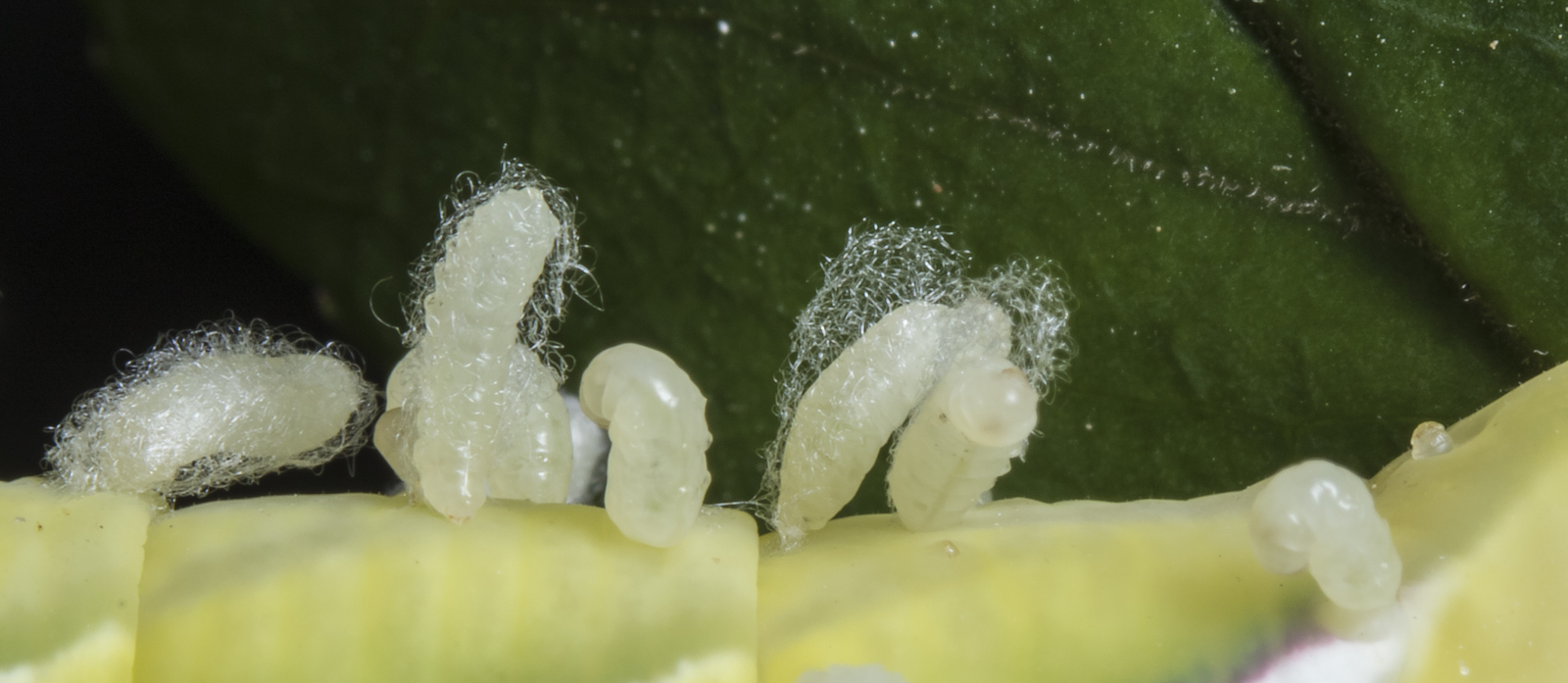 Parasitoid wasp cocoons