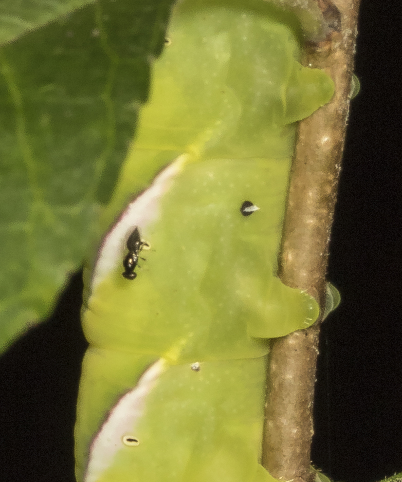 Pawpaw sphinx showing wasp parasitoid