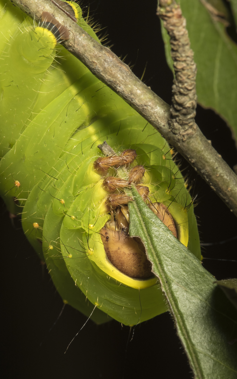 Polyphemus moth caterpillar head shot