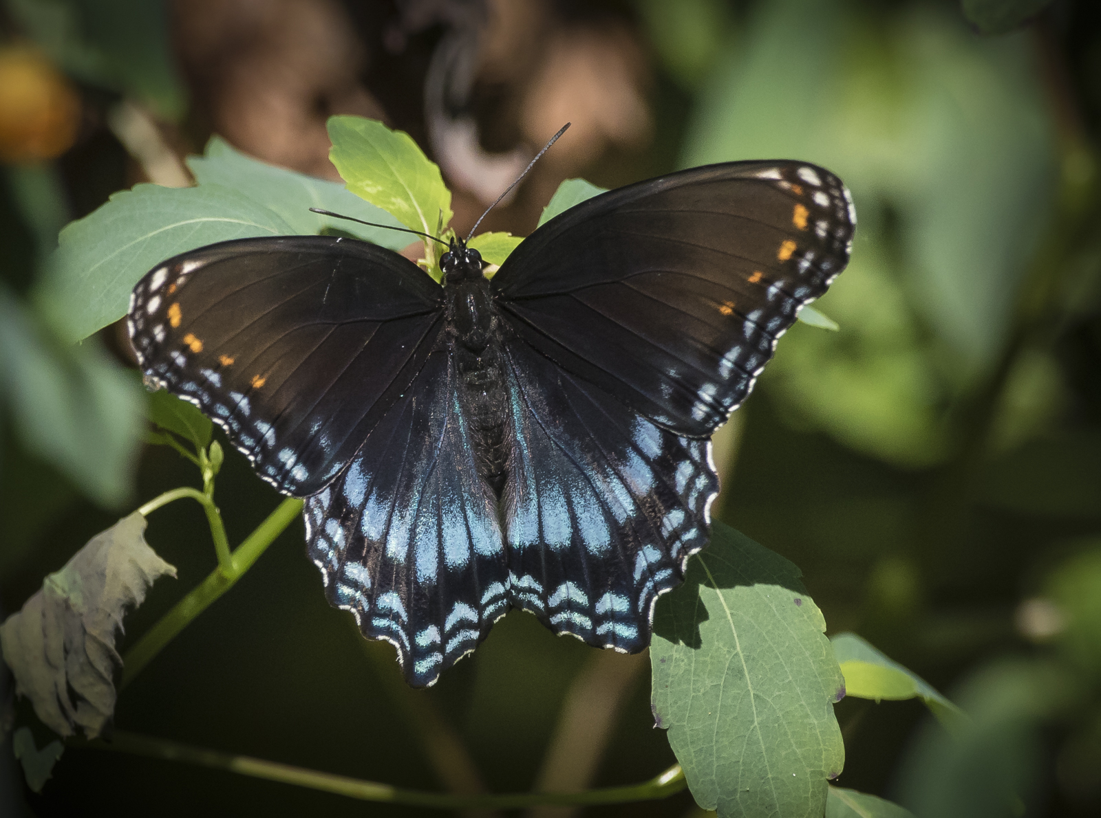 Red-spotted purple adult
