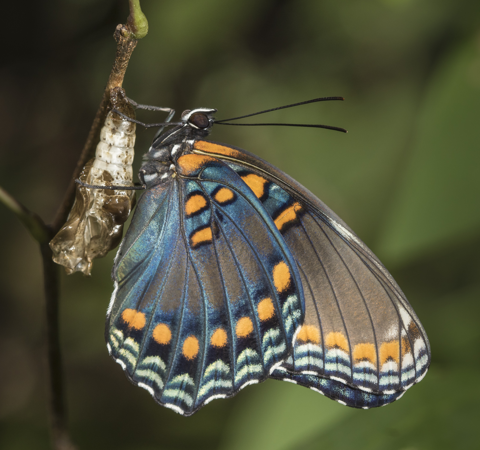 Red-spotted purple butterfly freshly emerged 1