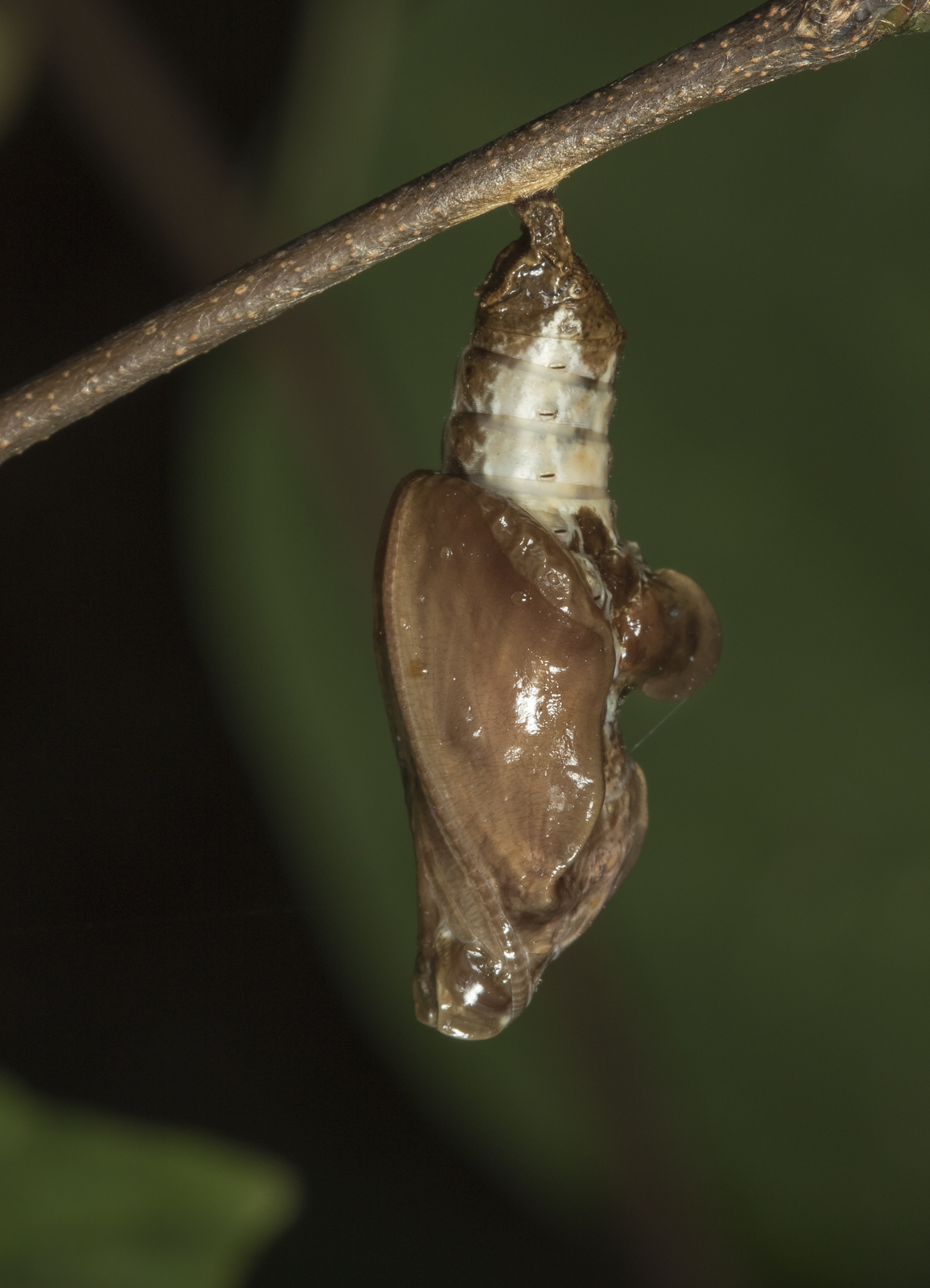 Red-spotted purple chrysalis