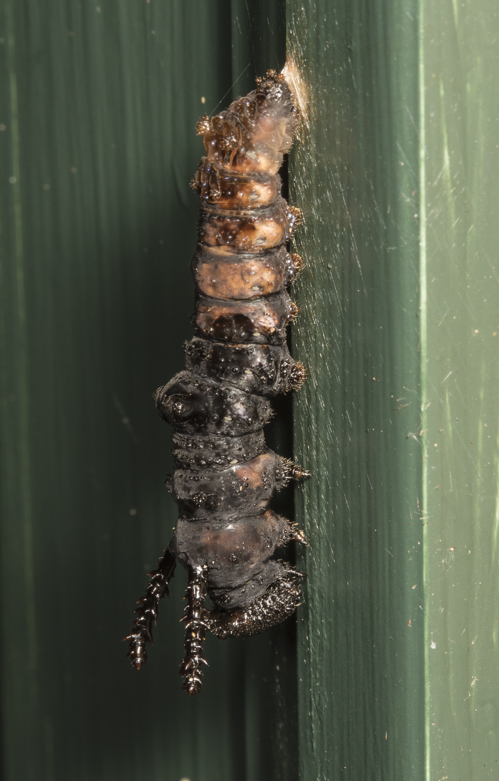 Red-spotted purple prepupa parasitized