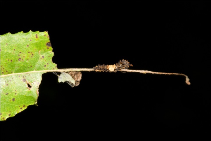 rsp-early-instar
