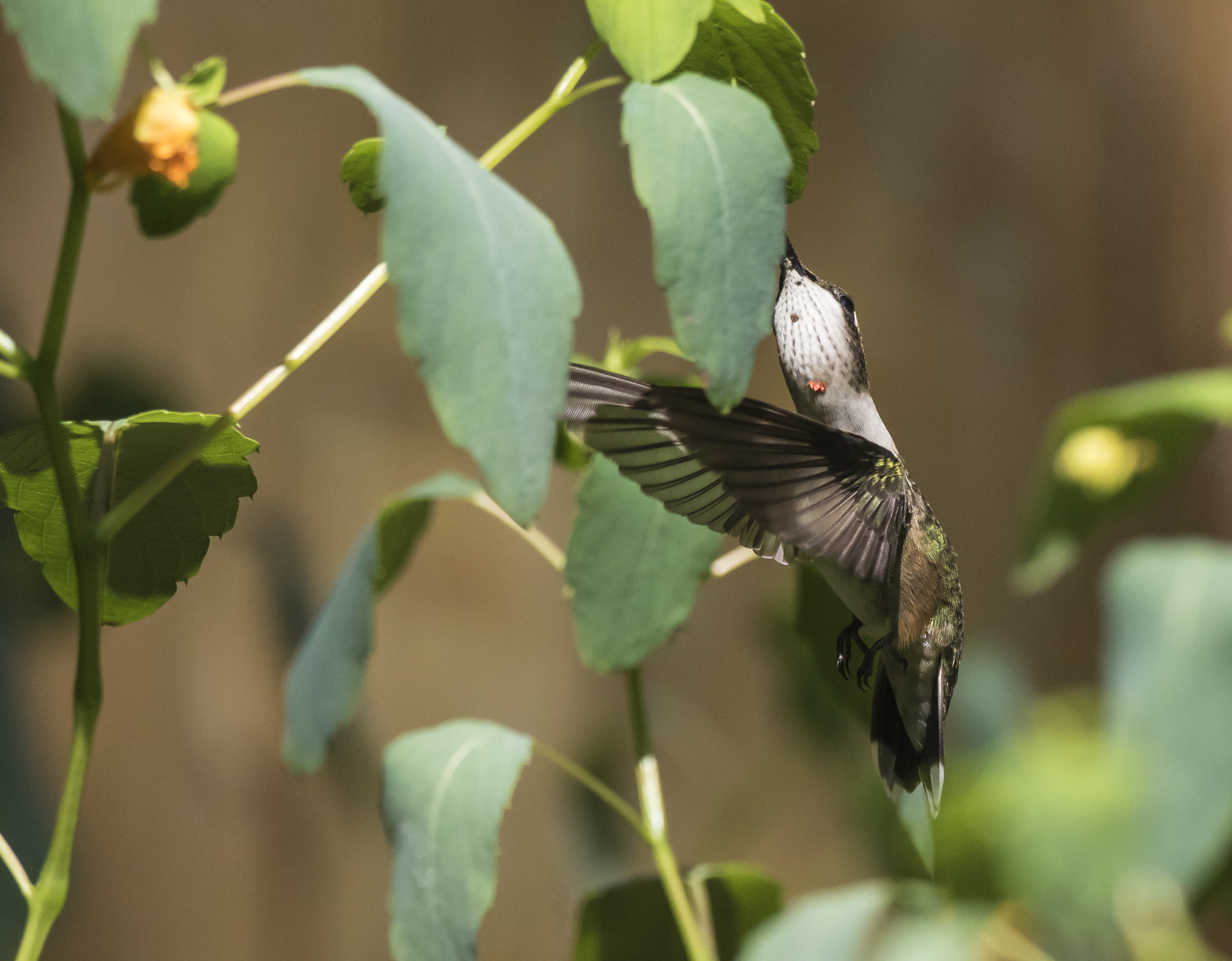 Ruby-throated hummingbird at jewelweed 3