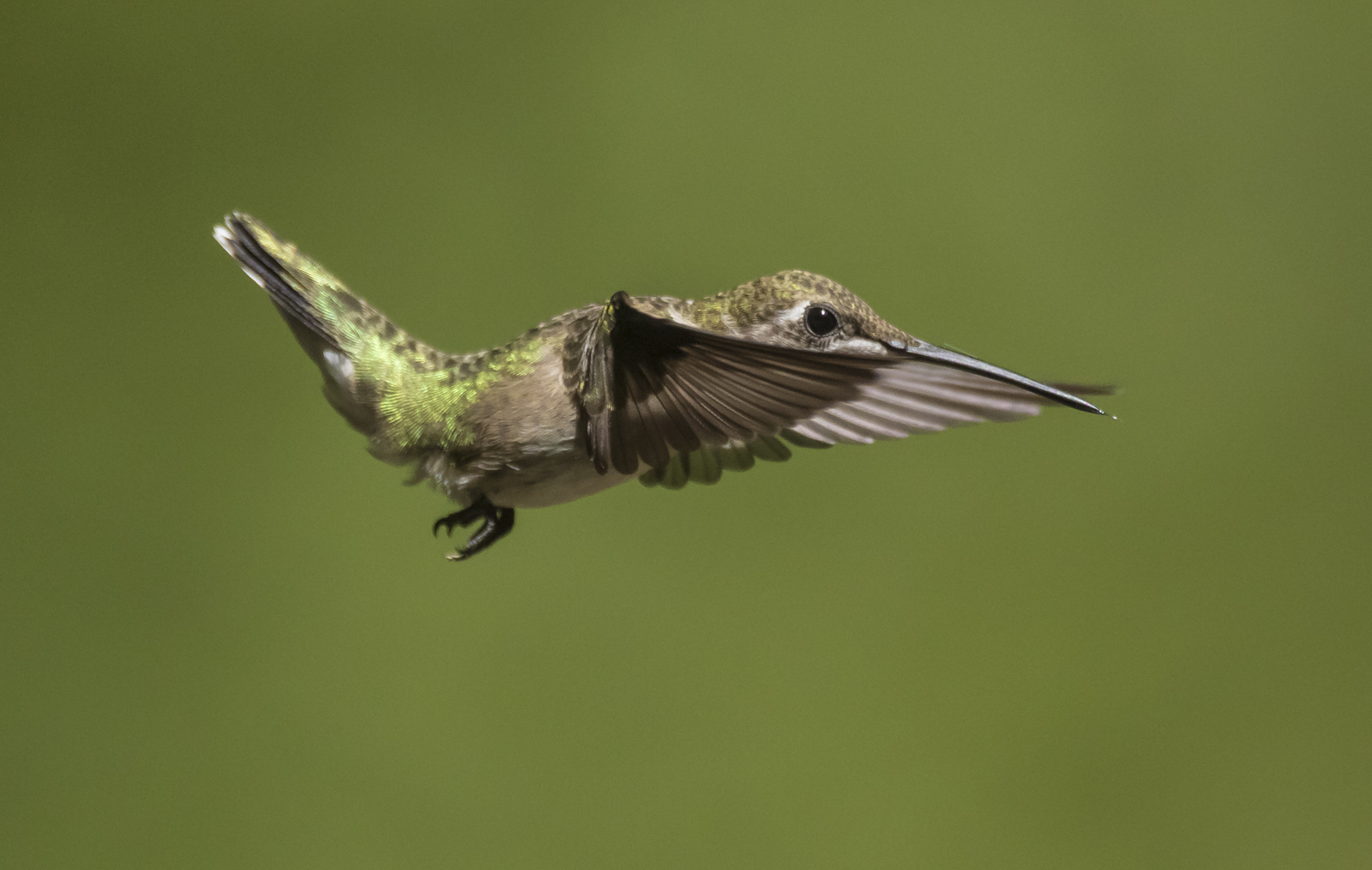 Ruby-throated hummingbird imm male 4