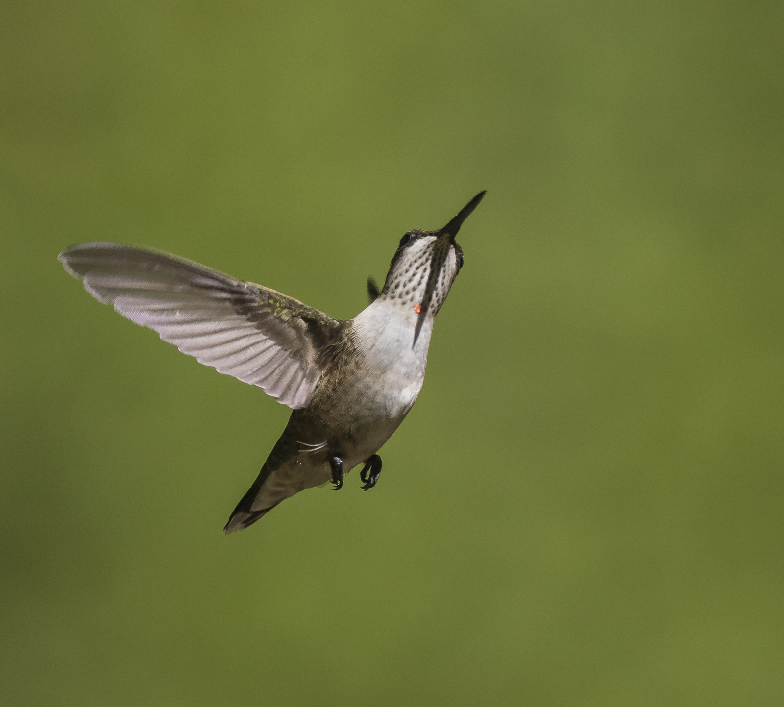 Ruby-throated hummingbird imm male showing one red feather