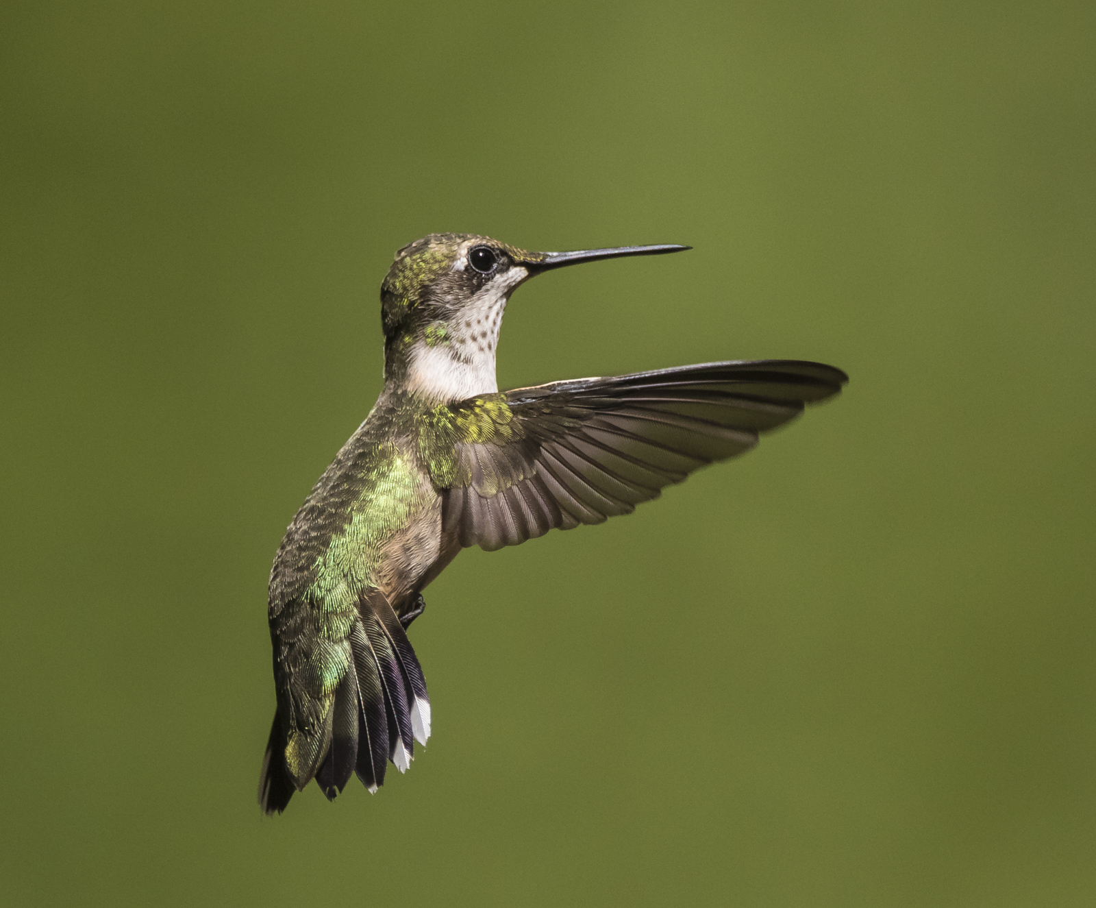 Ruby-throated hummingbird imm male