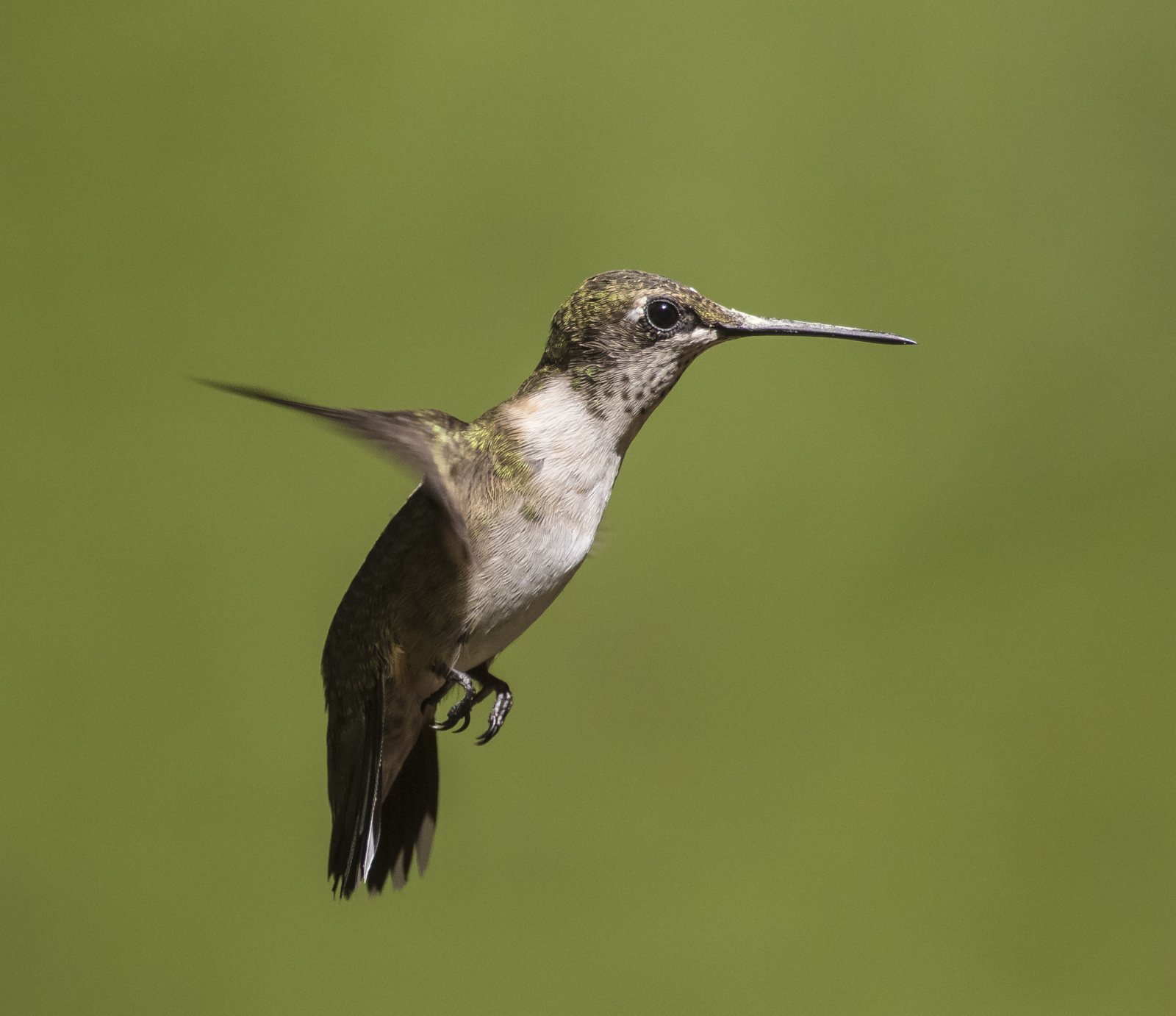 Ruby-throated hummingbird in flight