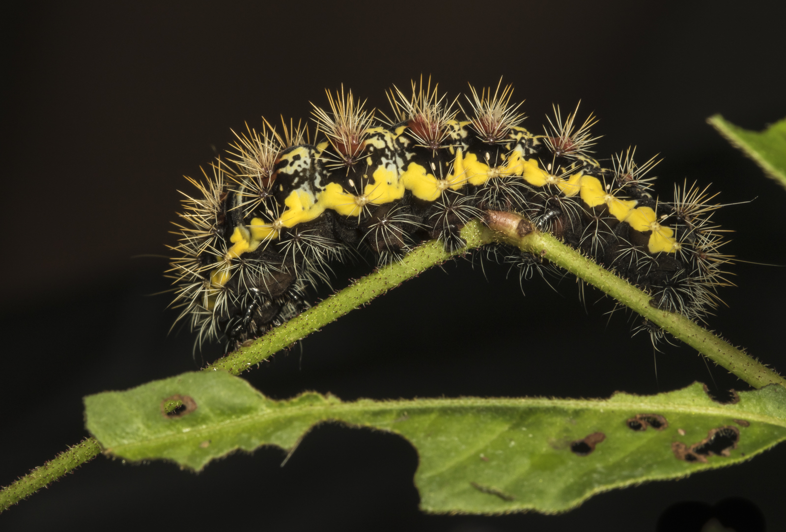 Smartweed caterpilar