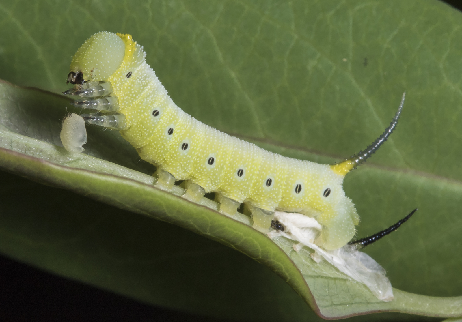 Snowberry clearwing freshly shed