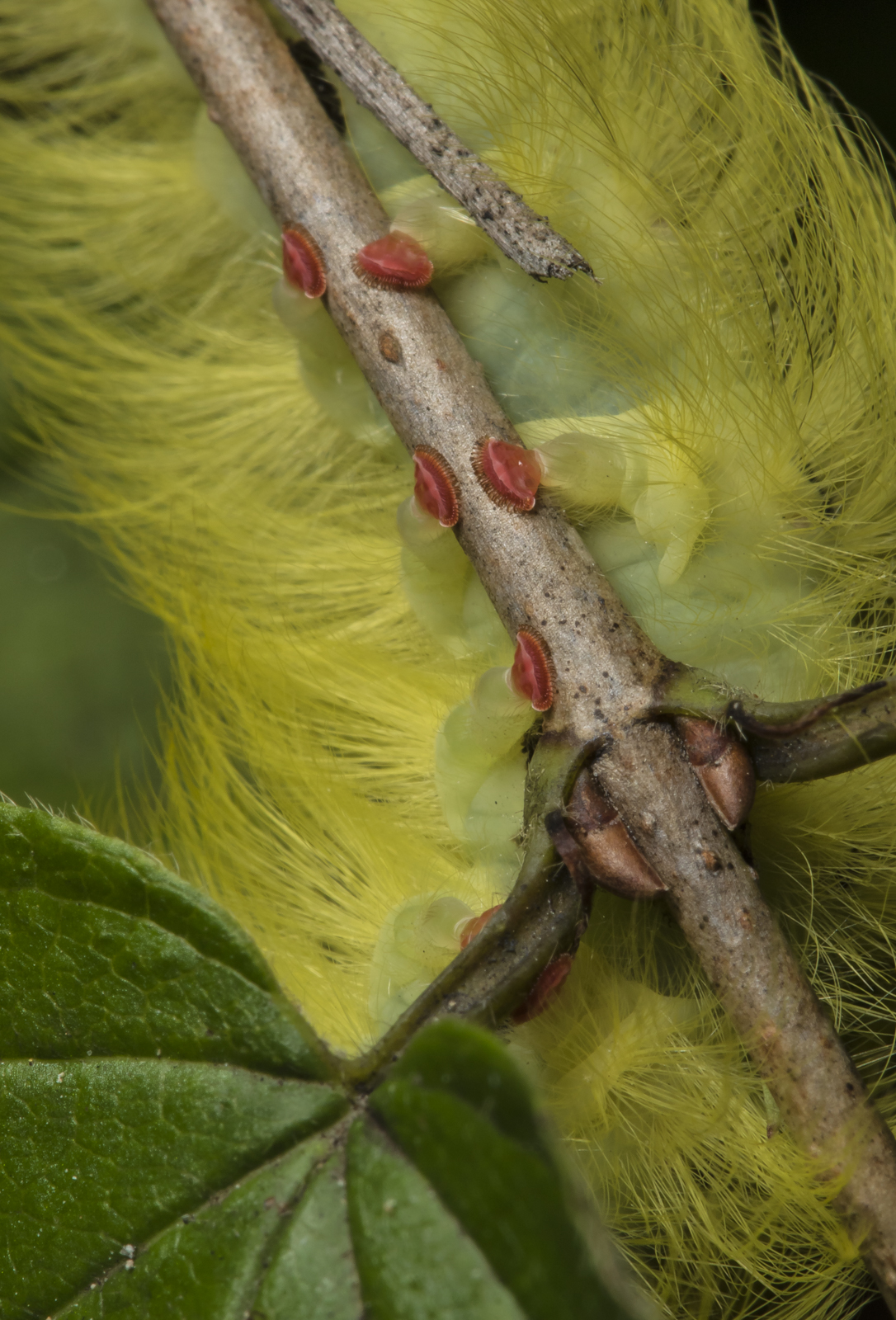 Spotted Apatelodes showing red proleg feet 1