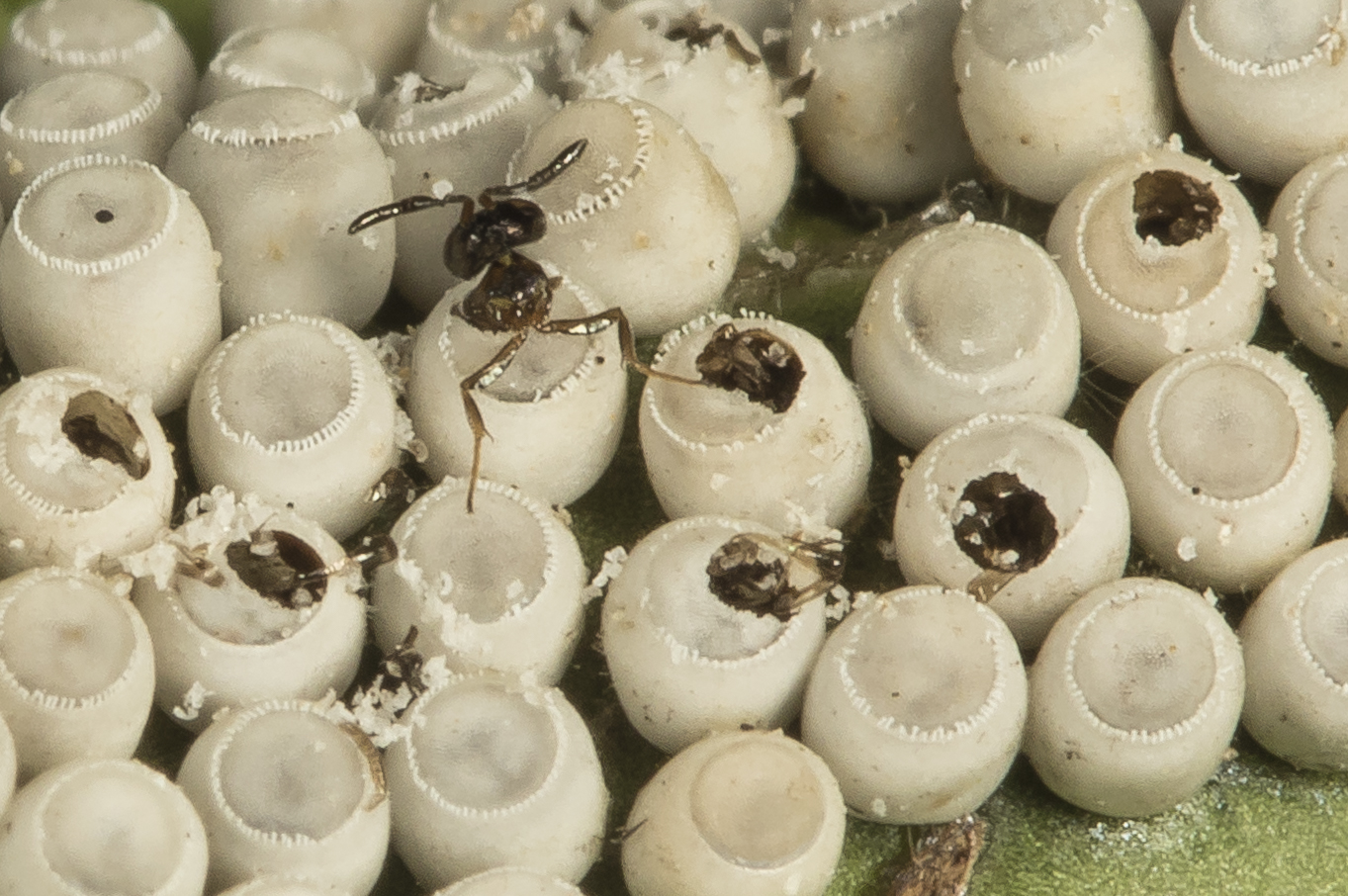 stink bug eggs showing wasp emerging