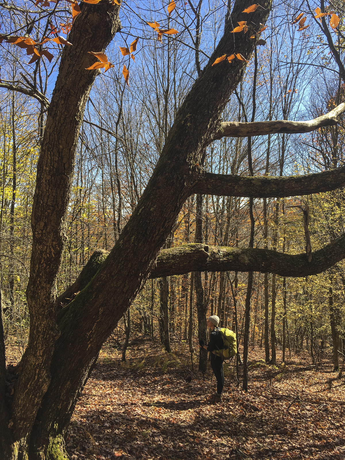 Along the Scales trail