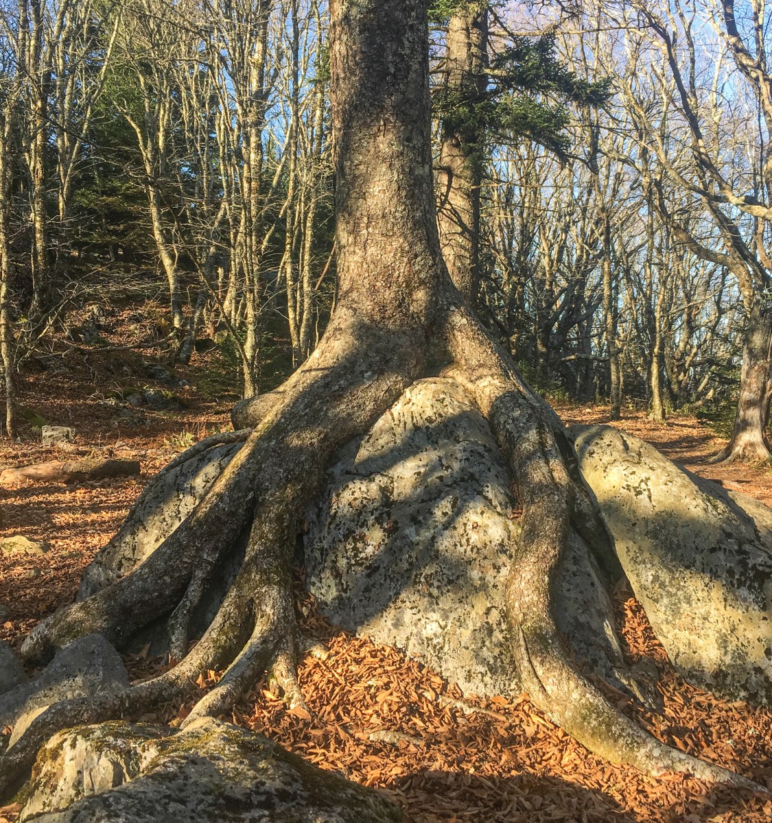 birch roots embracing a boulder