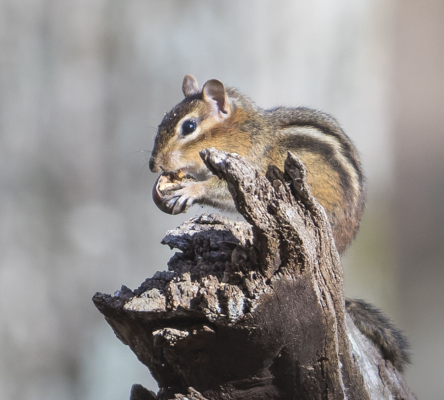 chipmunk chewing an acorn