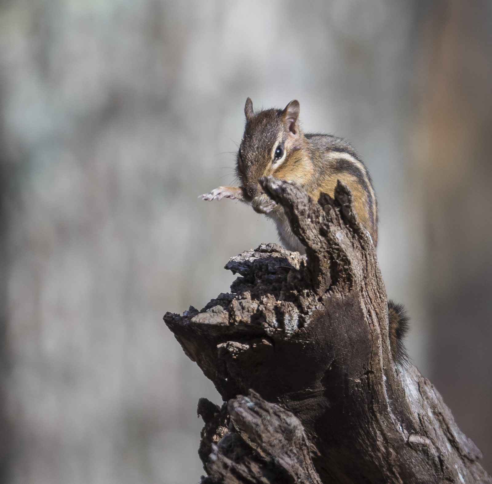 chipmunk grooming
