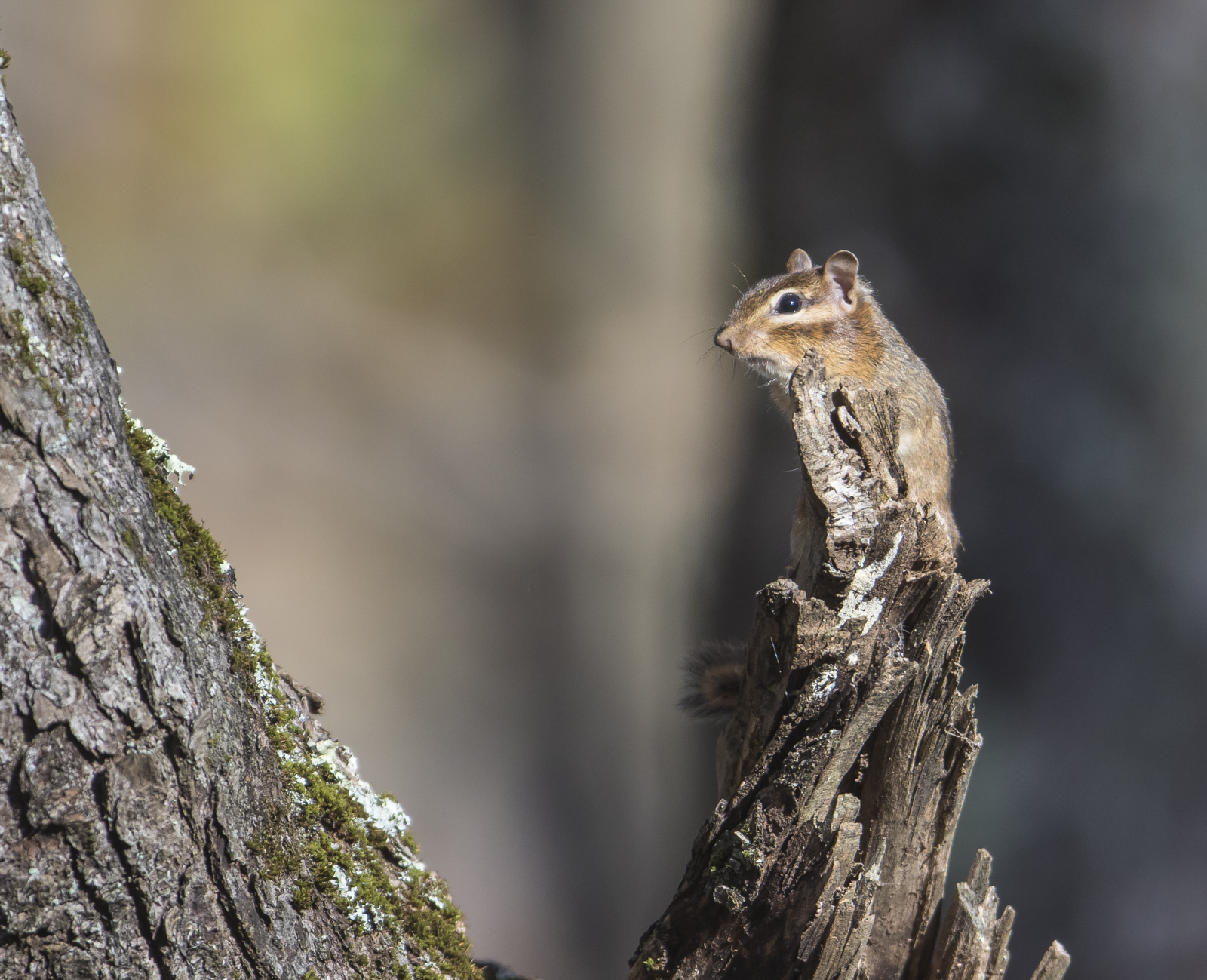 chipmunk on tree branch