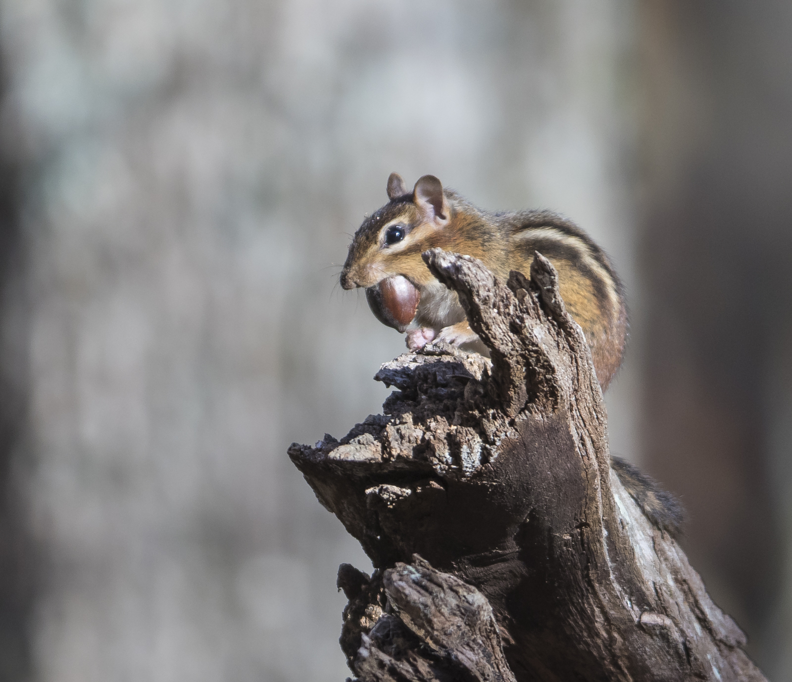 chipmunk with acorn