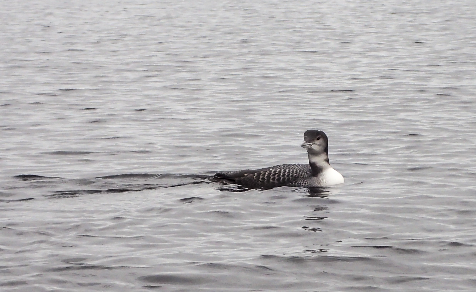 Common loon