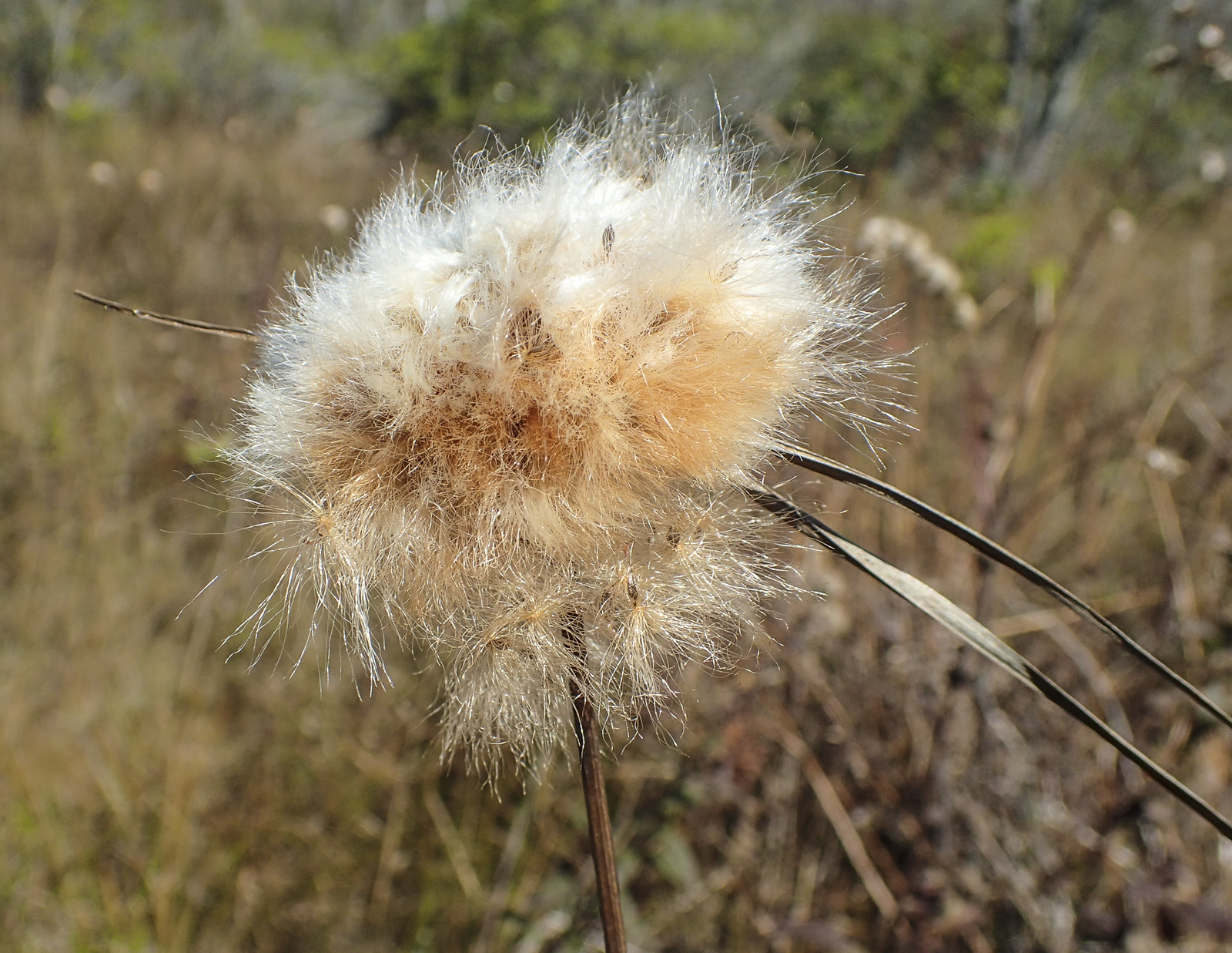 cotton-grass